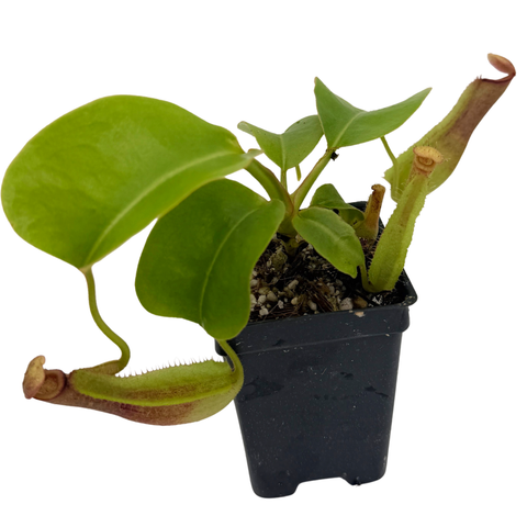 Potted carnivorous plant with green leaves and pitcher-like structures on a white background