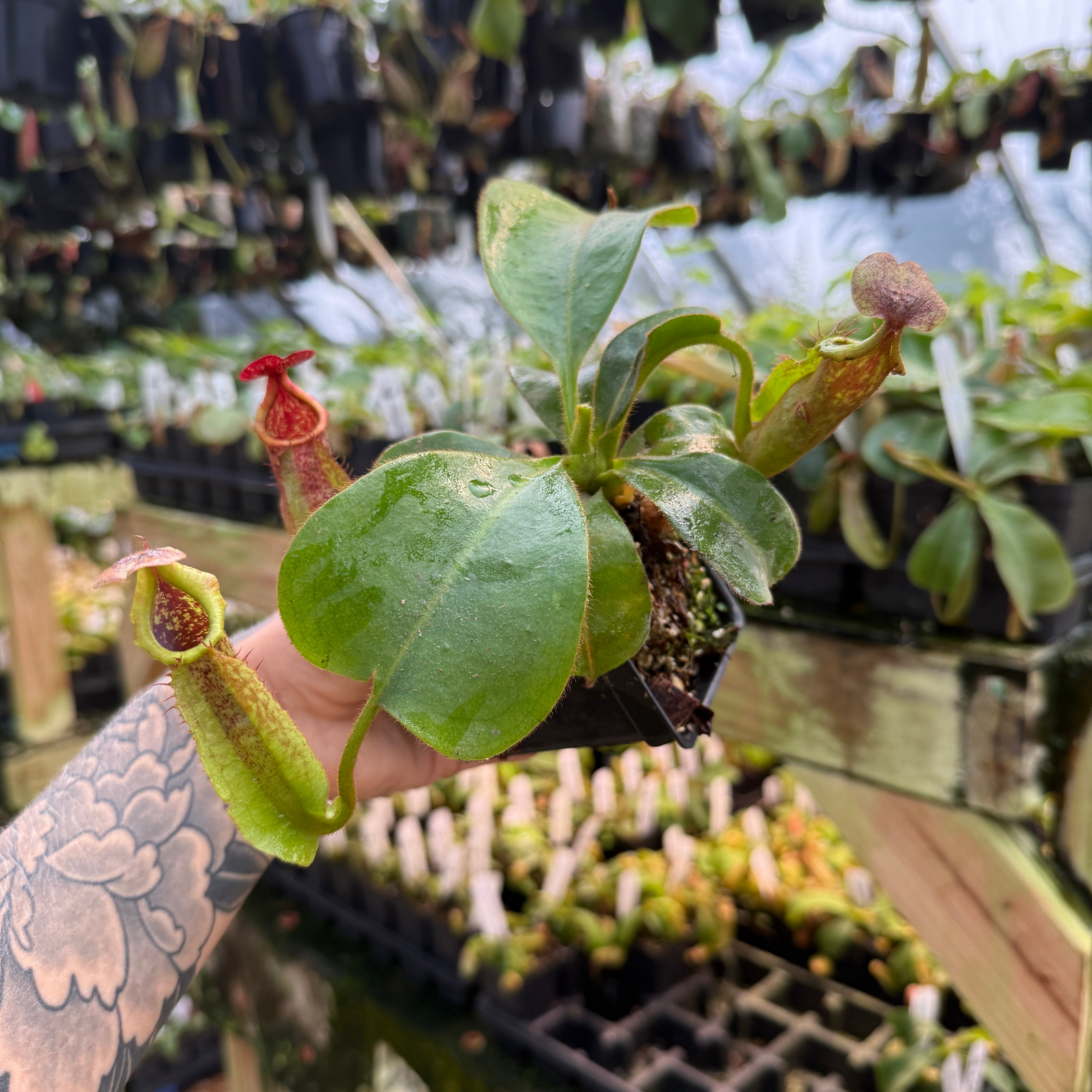 Nepenthes tiveyi Sarawak Red x (veitchii x Allardii), CAR-0727