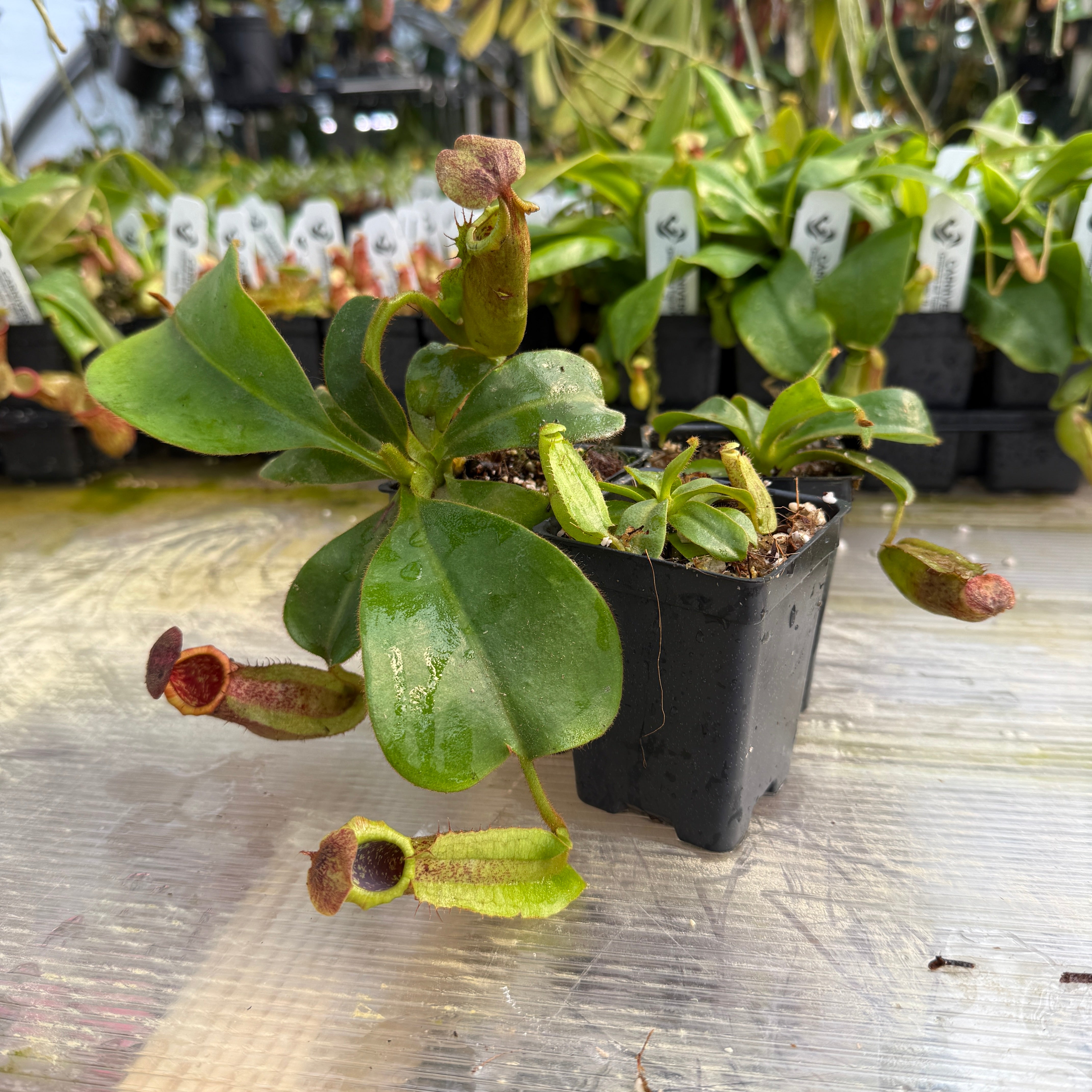 taniguti1103 Nepenthes tiveyi Sarawak Red x (veitchii x Allardii), CAR-0727