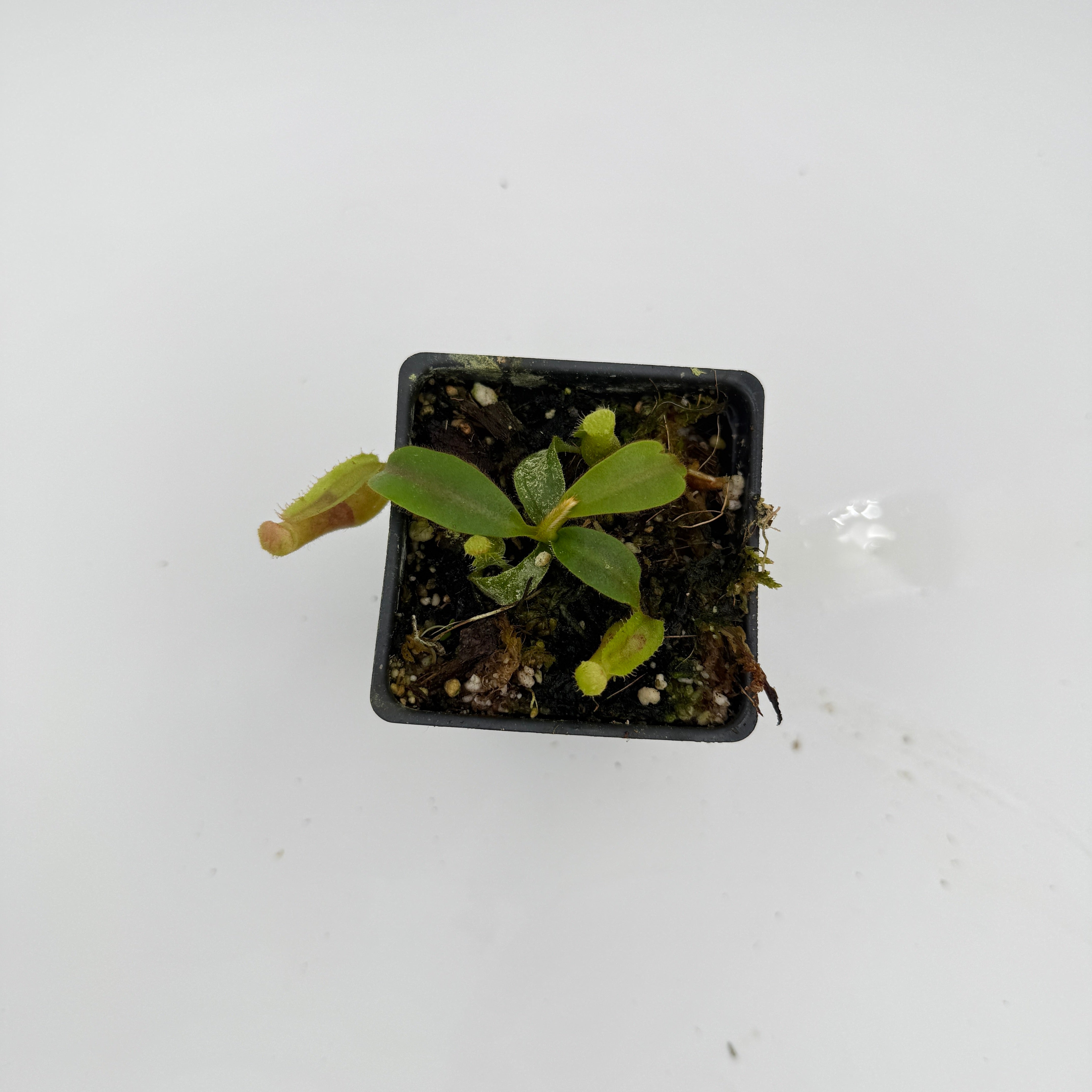 Nepenthes veitchii ('Geoff Wong' x BE-3734), CAR-0749 – Carnivero