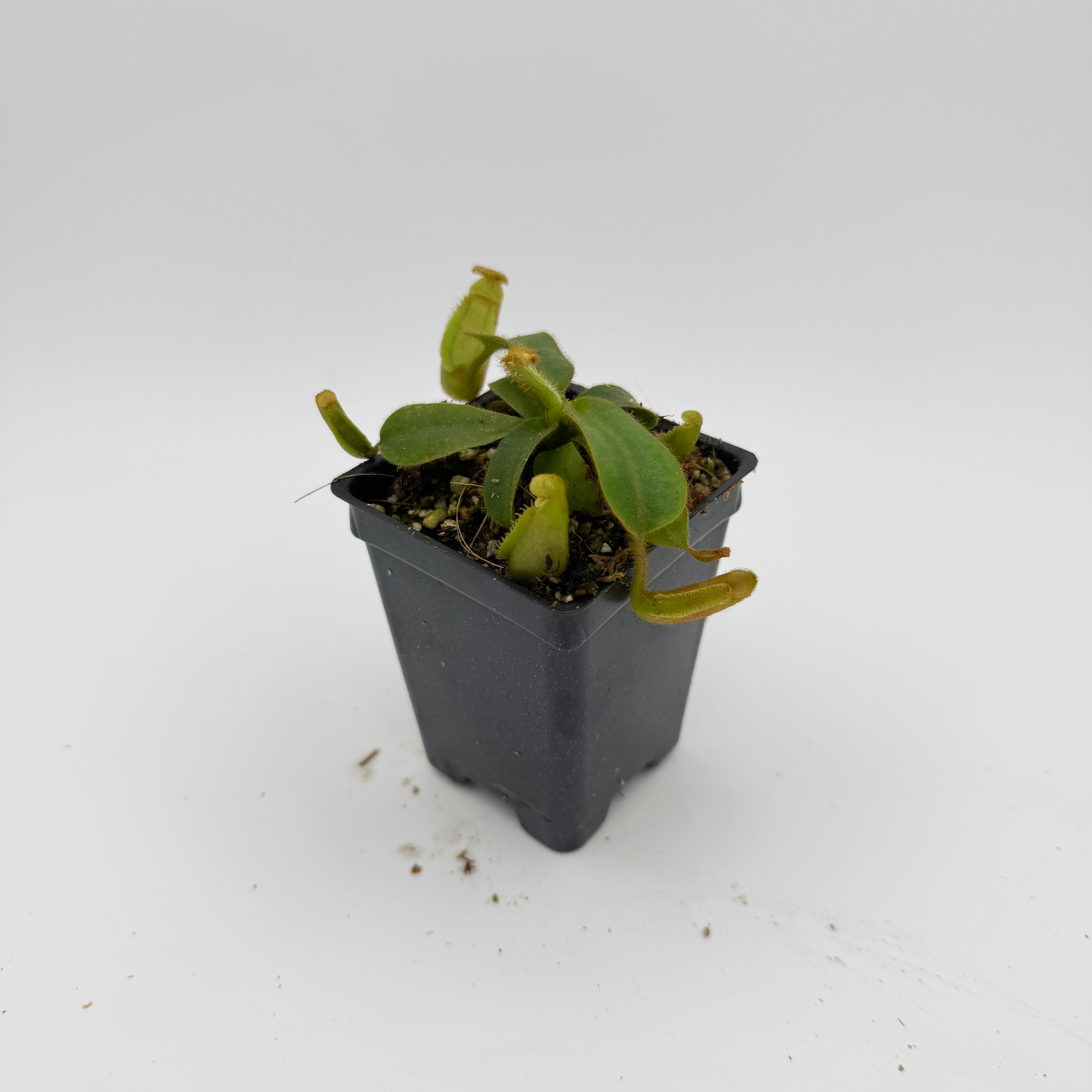 Nepenthes veitchii ('Geoff Wong' x BE-3734), CAR-0749 – Carnivero