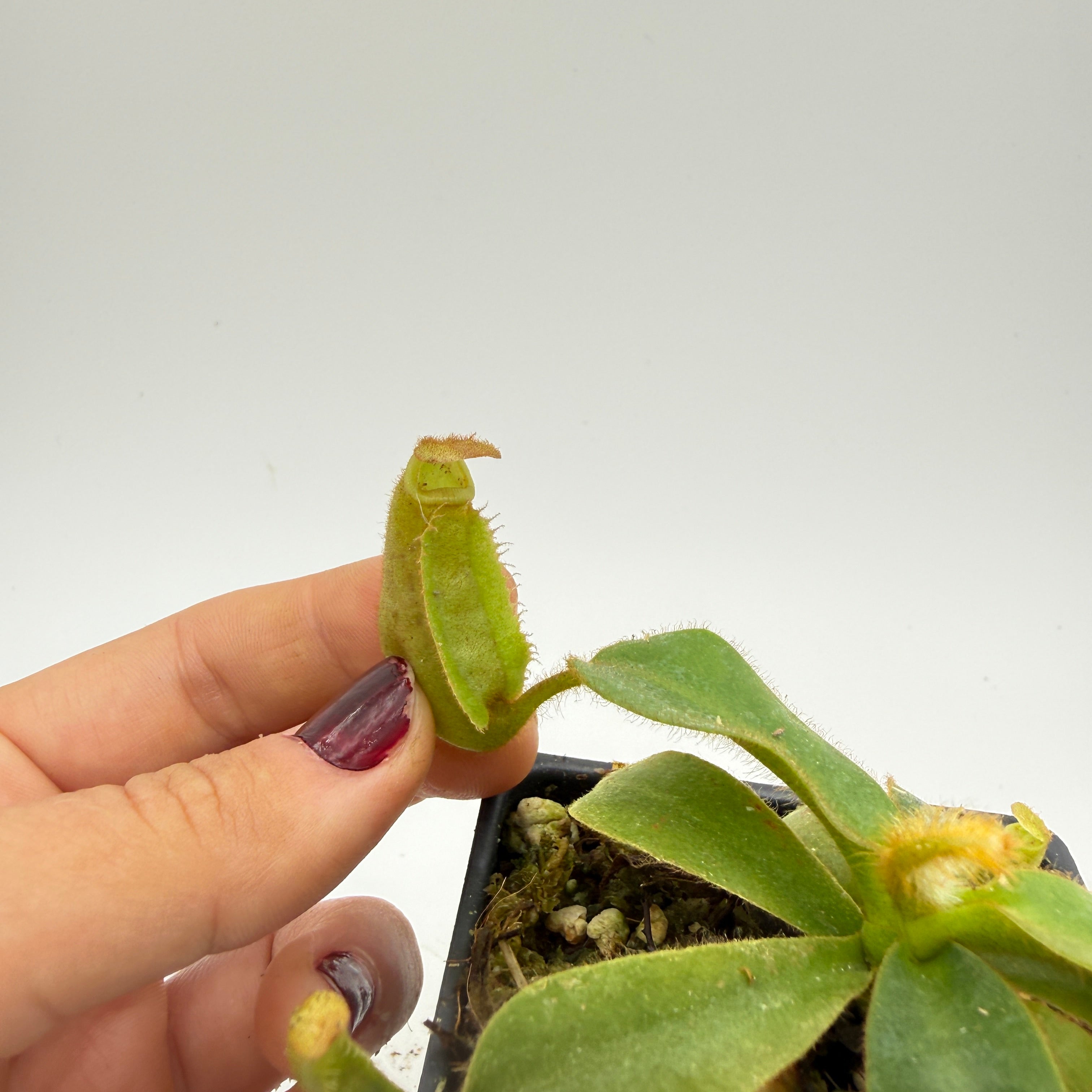Nepenthes veitchii ('Geoff Wong' x BE-3734), CAR-0749 – Carnivero