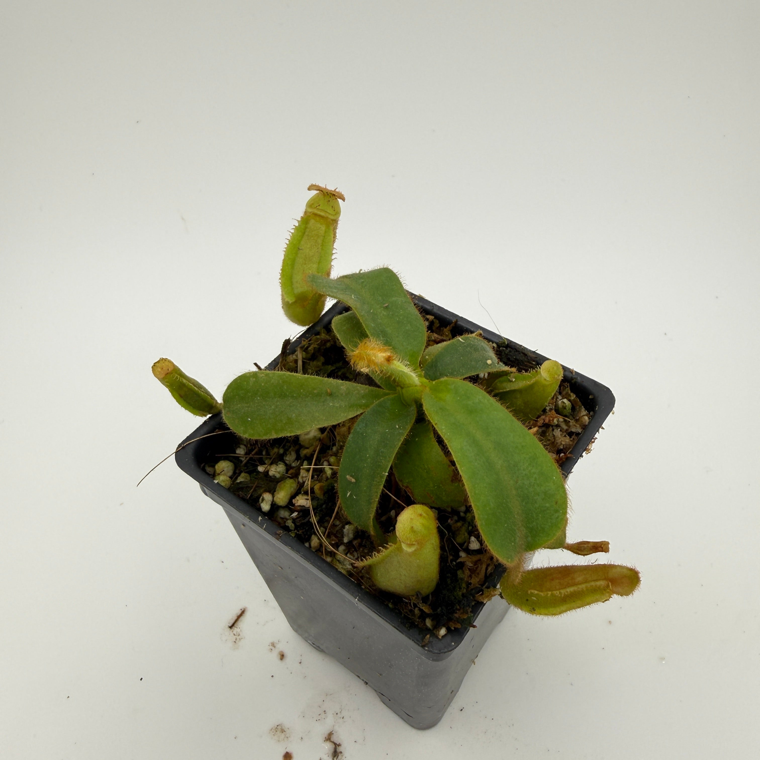Nepenthes veitchii ('Geoff Wong' x BE-3734), CAR-0749 – Carnivero