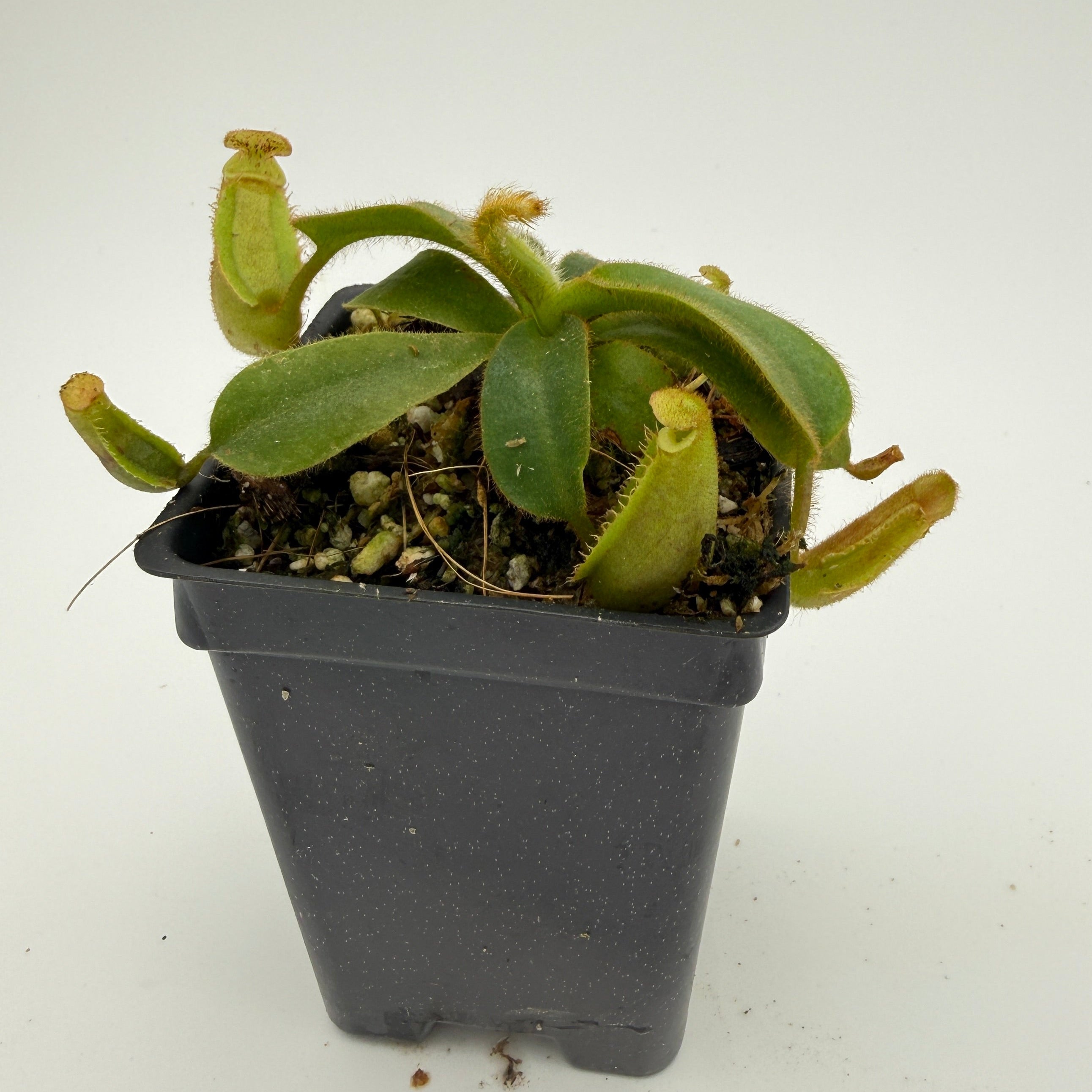 Nepenthes veitchii ('Geoff Wong' x BE-3734), CAR-0749 – Carnivero
