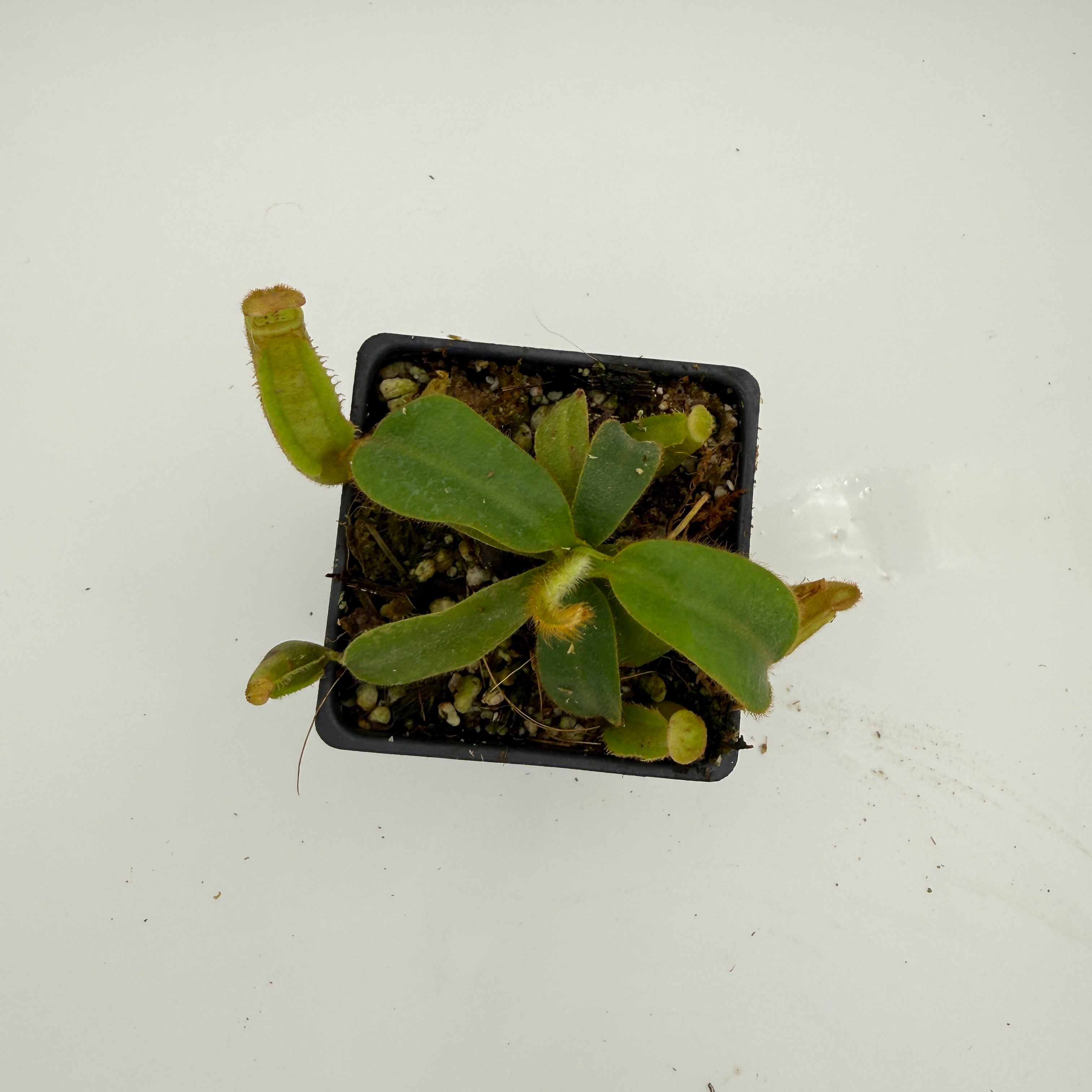 Nepenthes veitchii ('Geoff Wong' x BE-3734), CAR-0749 – Carnivero