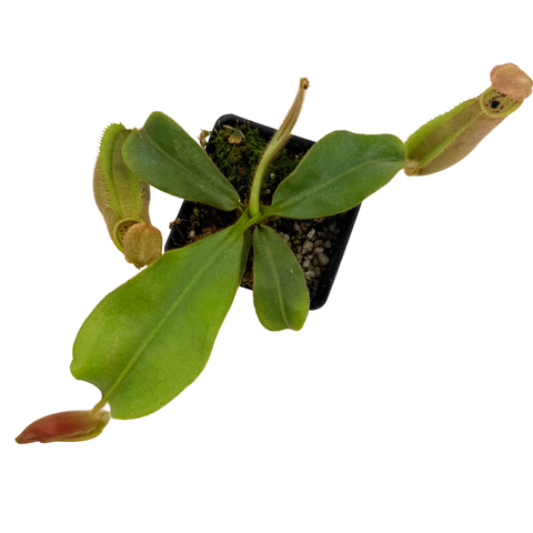 Potted carnivorous plant with green leaves and pitcher-like structures on a white background