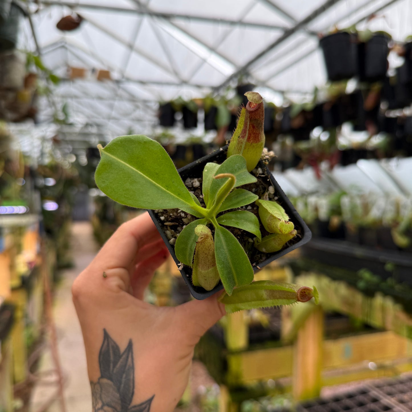 top view of hand holding a small potted plant with pitcher-like leaves in a greenhouse setting