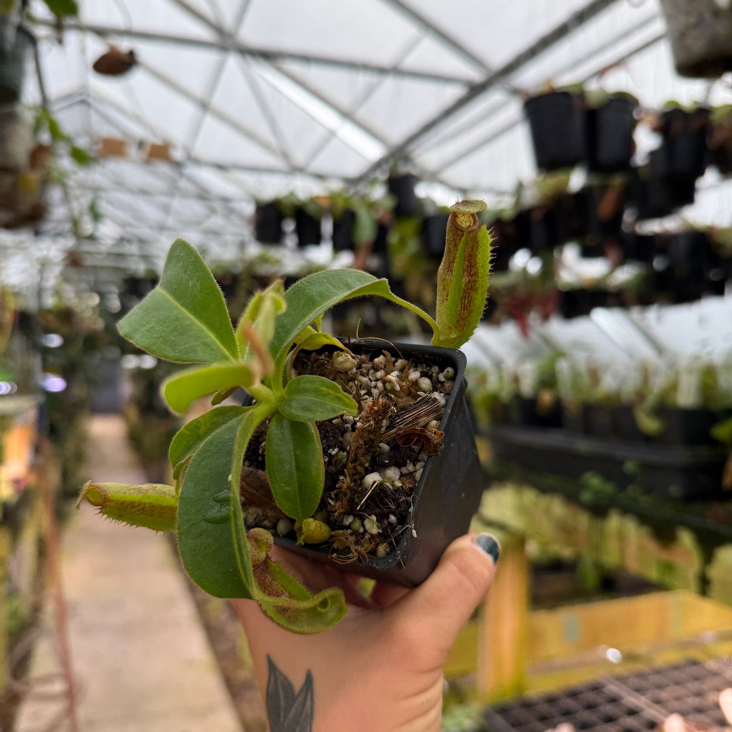 Person holding a small potted plant in a greenhouse setting