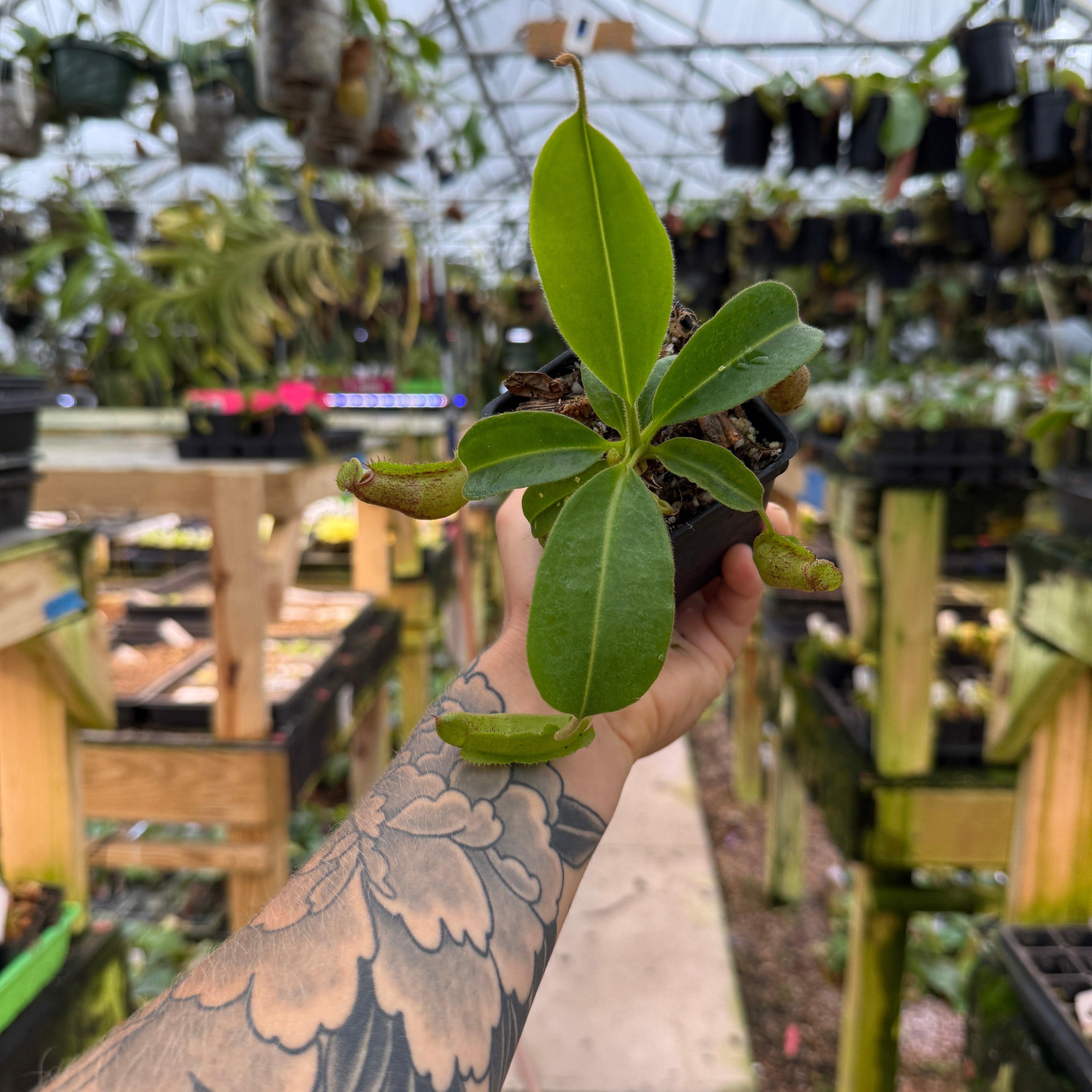Nepenthes maxima (Mt. Sesean), CAR-0761 – Carnivero