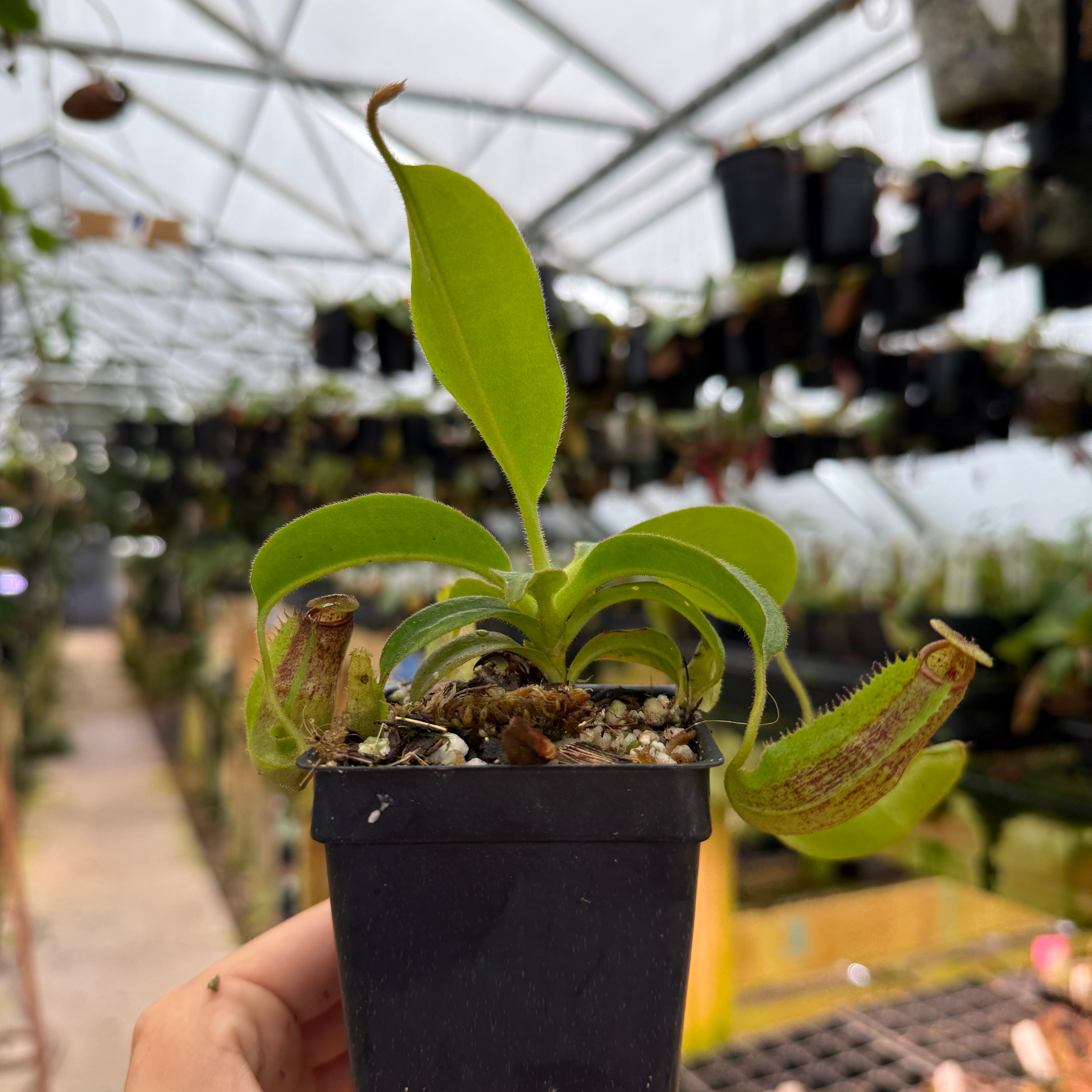 Nepenthes maxima (Mt. Sesean), CAR-0761 – Carnivero