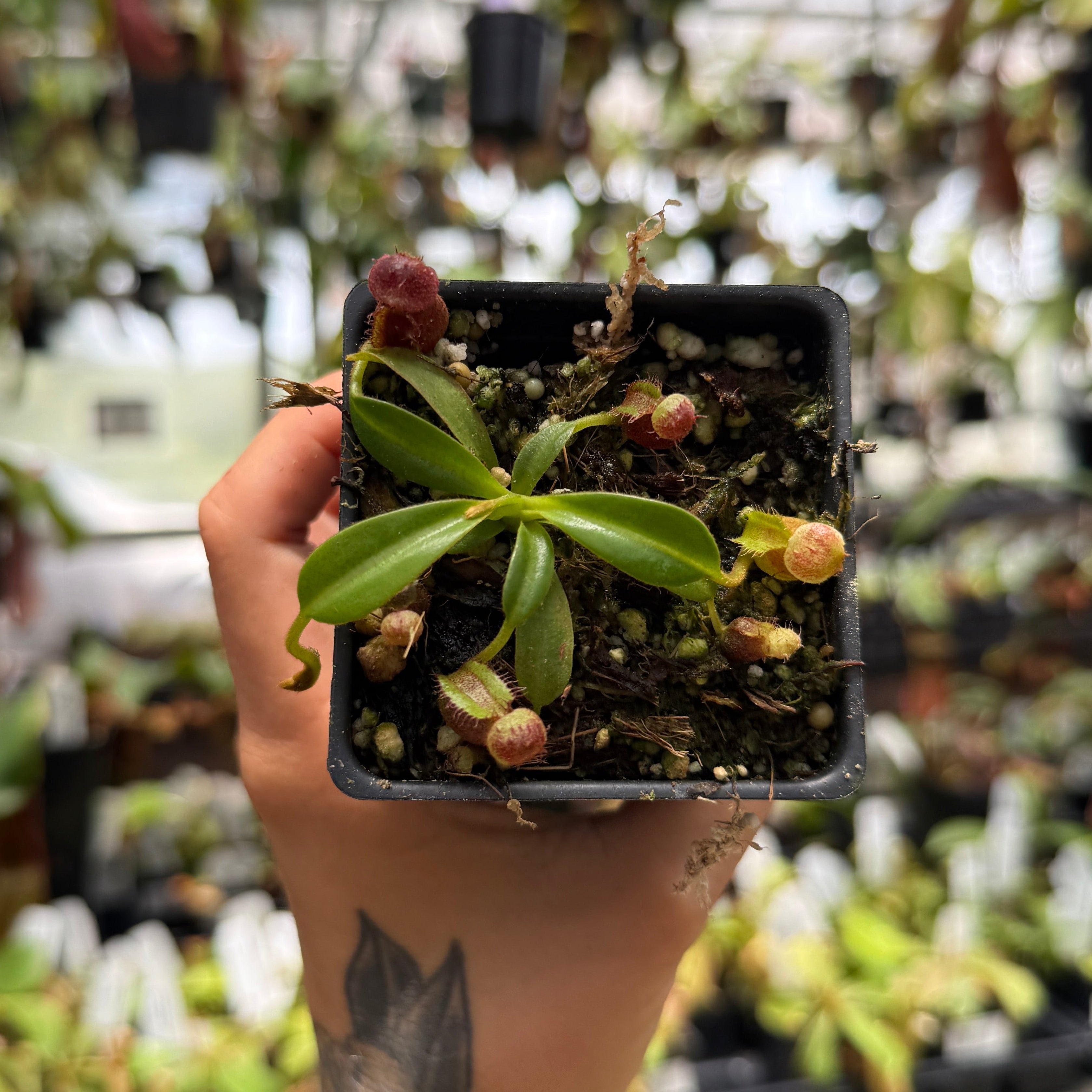 Nepenthes [lowii x (maxima x veitchii)] x macrophylla, CAR-0765