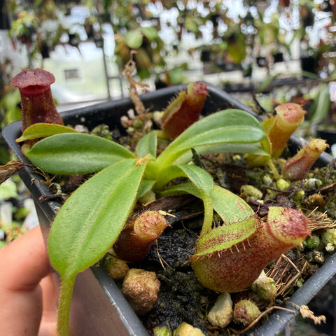 close up of an extra small nepenthes pitcher plant with red traps