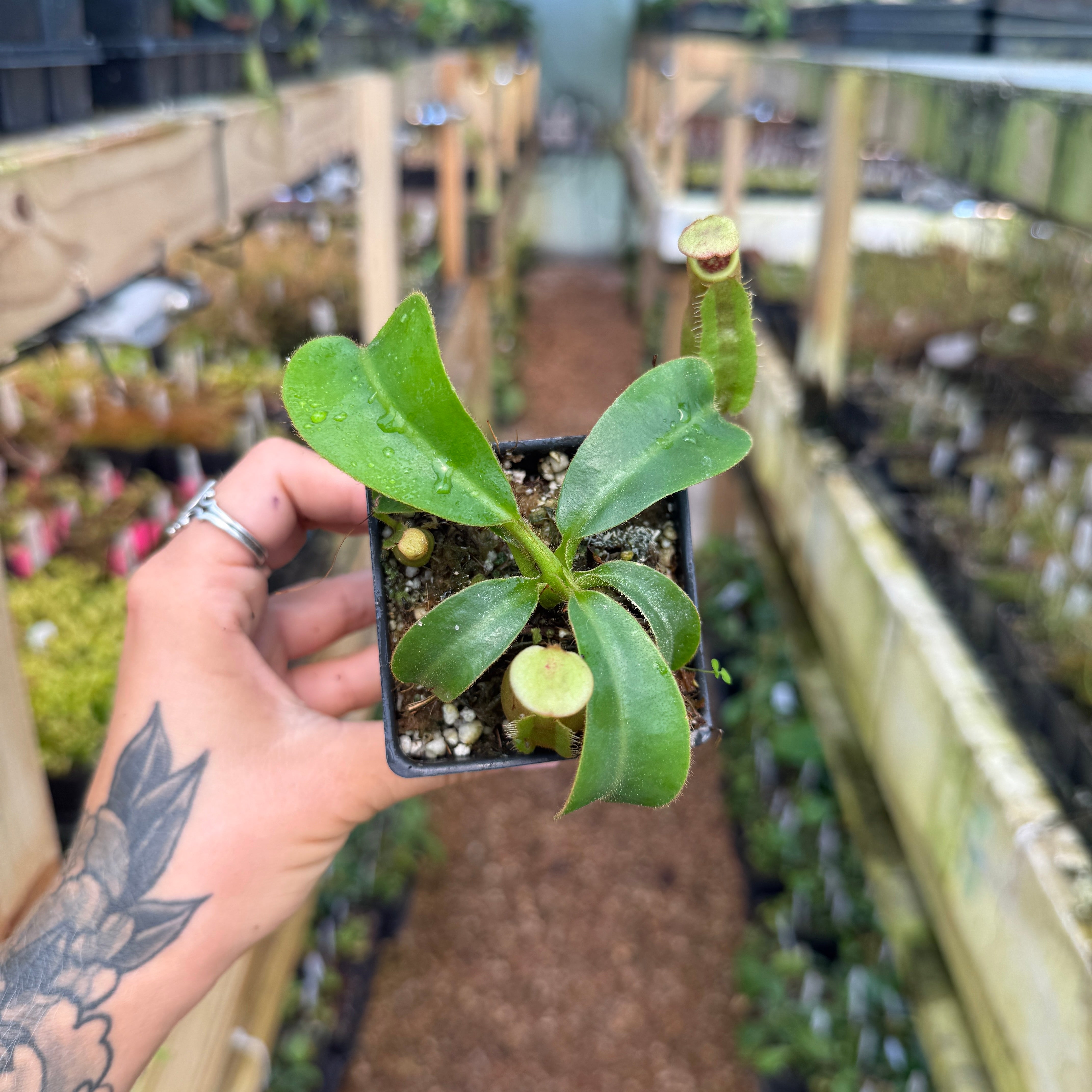 148nails様へ Nepenthes [lowii x (maxima x veitchii)] x macrophylla, CAR-0765