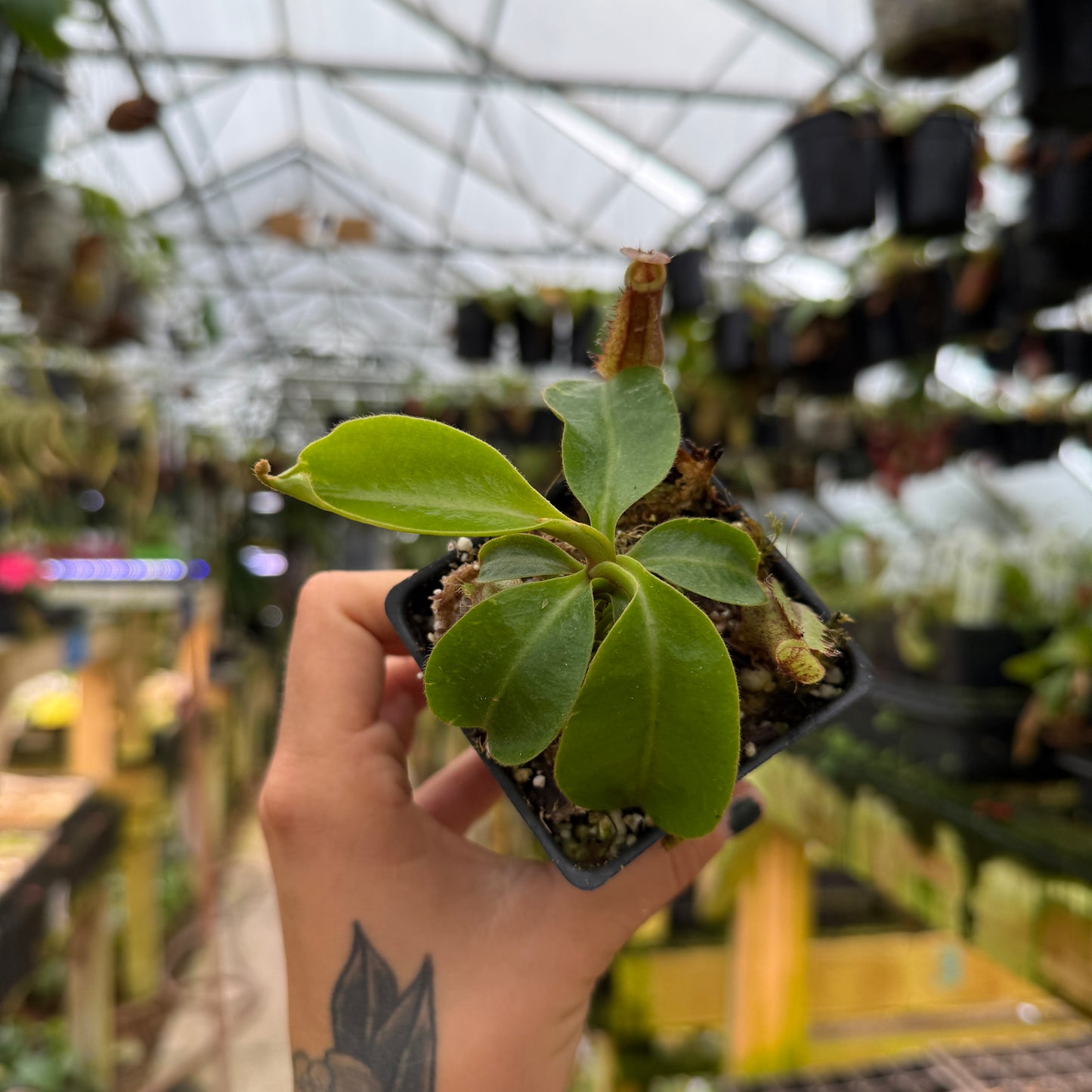 Hand holding a larger potted plant in a greenhouse