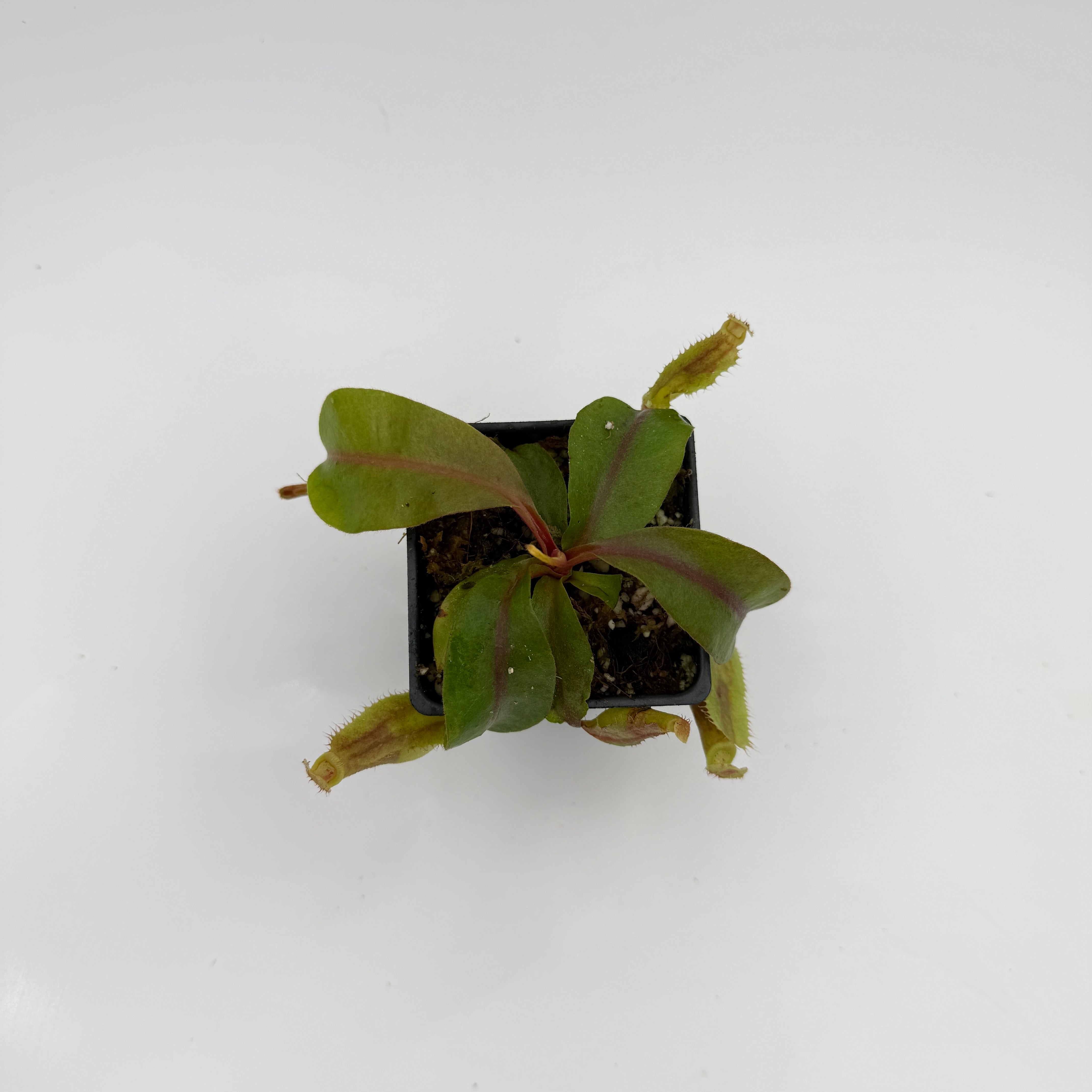 Nepenthes [(Rokko x boschiana) x veitchii] EP x macrophylla, CAR