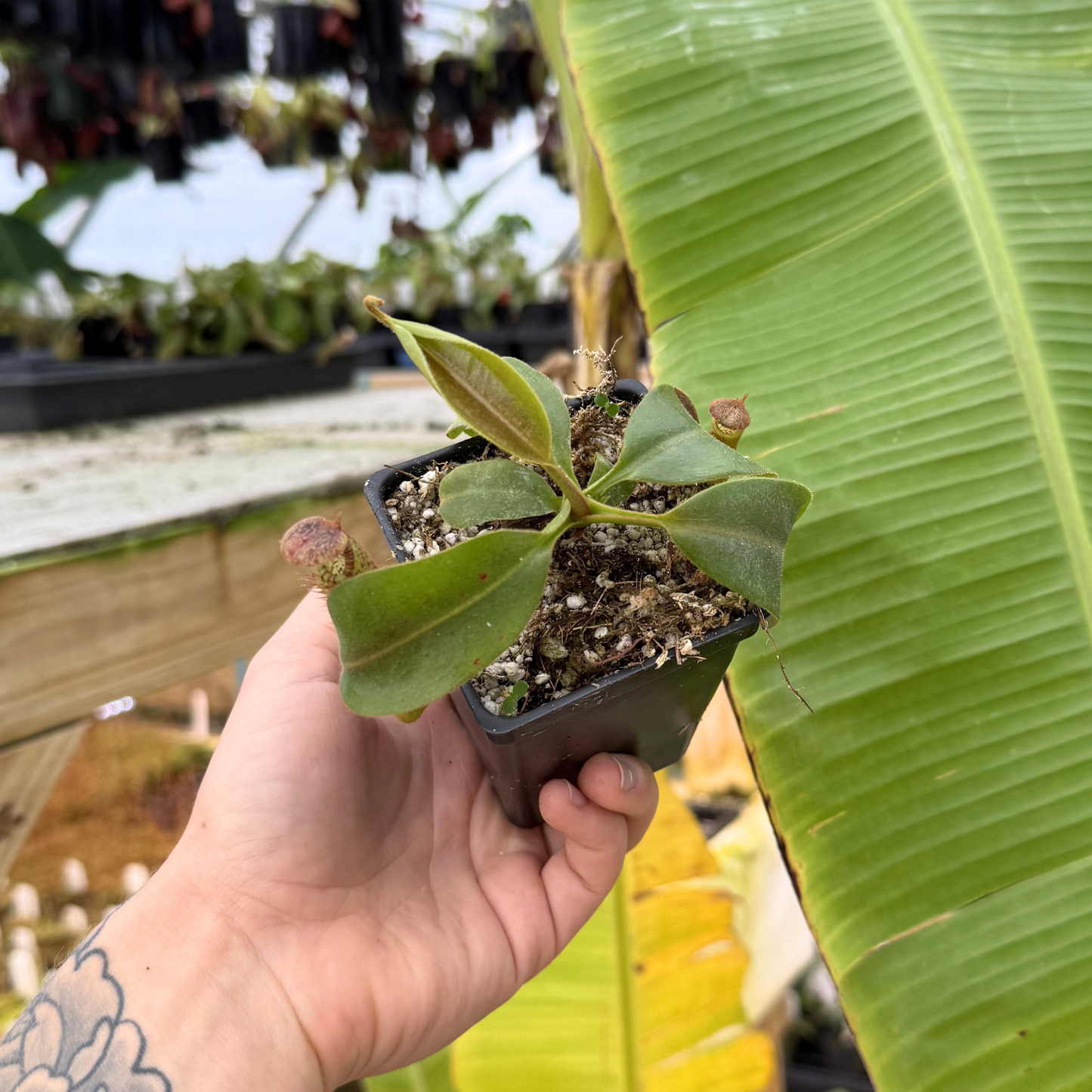 その他 Pety Nepenthes veitchii 