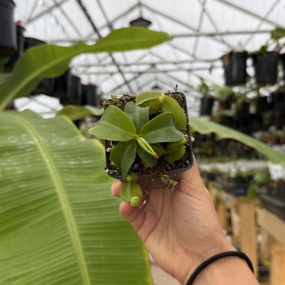 Nepenthes [(lowii x veitchii) x tiveyi] x platychila Drew Mcclain