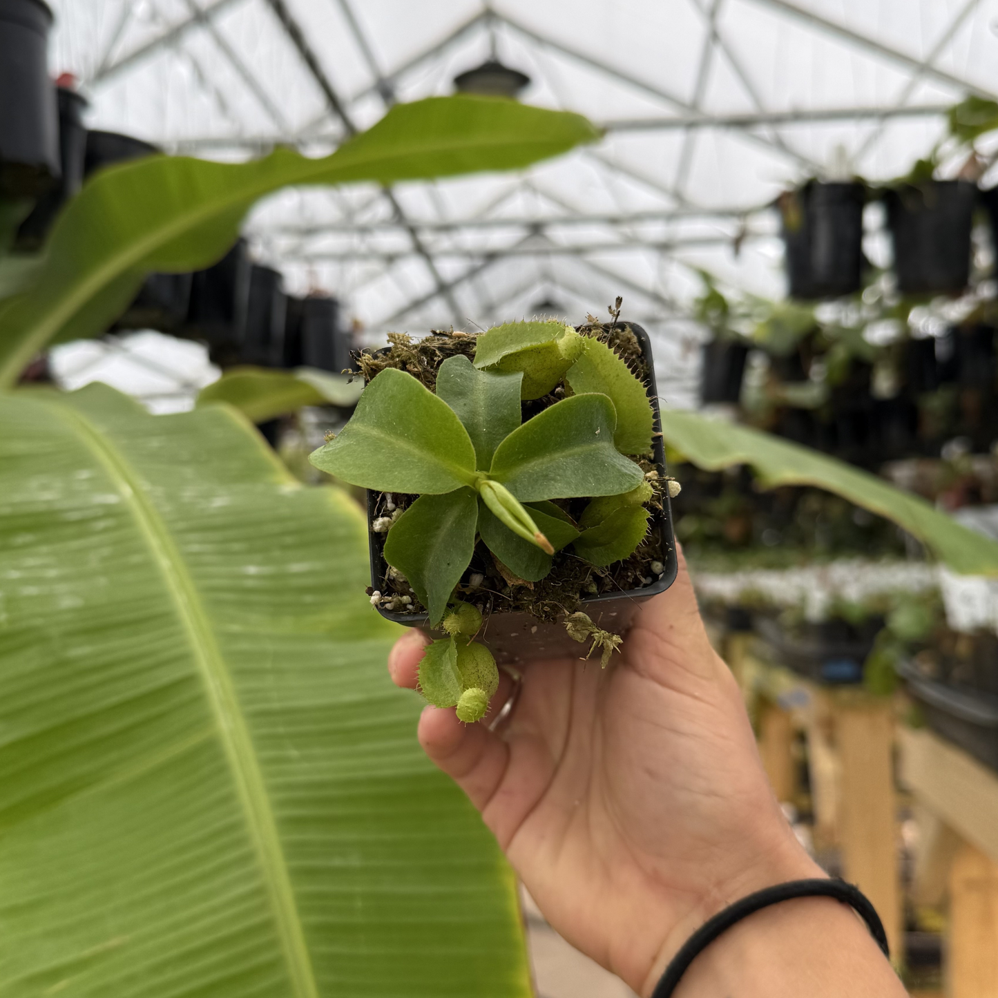 Nepenthes [(lowii x veitchii) x tiveyi] x platychila Drew Mcclain