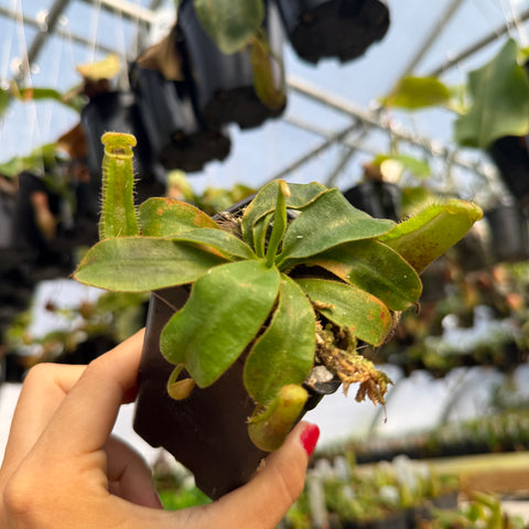 close up view of a medium sized nepenthes pitcher plant 