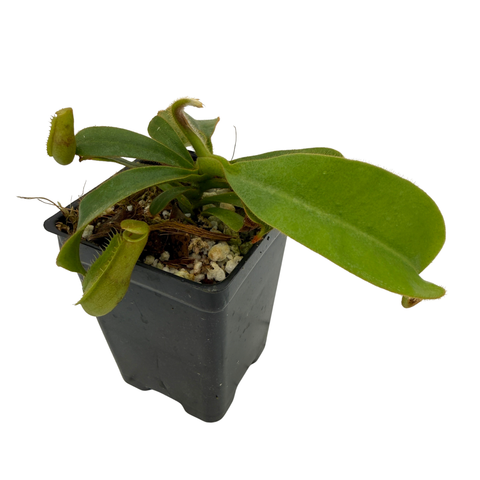 A small green carnivorous pitcher plant in a black plastic nursery pot with soil and small stones, isolated on a white background.