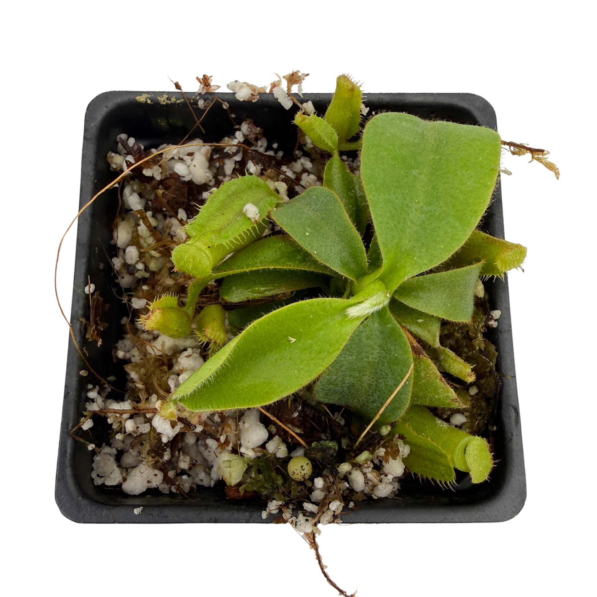 Nepenthes veitchii ('Orange' x (Akazukin x Bareo)), CAR-0781