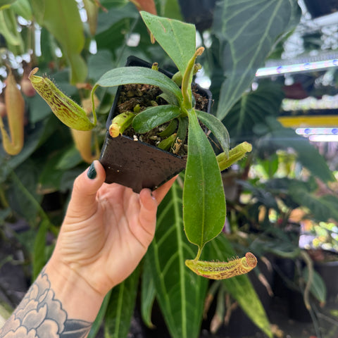 large pitcher plant held by a hand at an angle