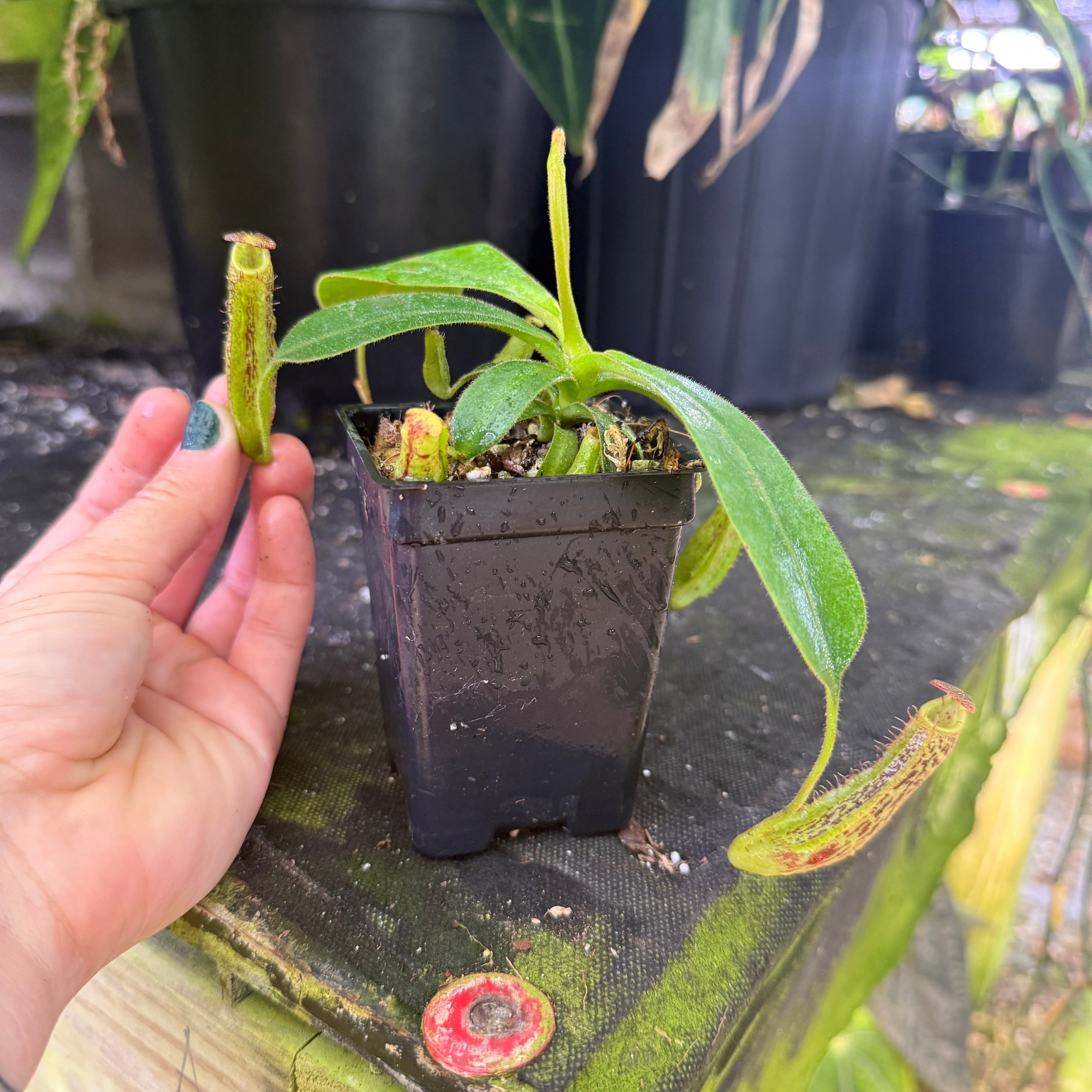Nepenthes appendiculata x vogelii, CAR-0788 – Carnivero
