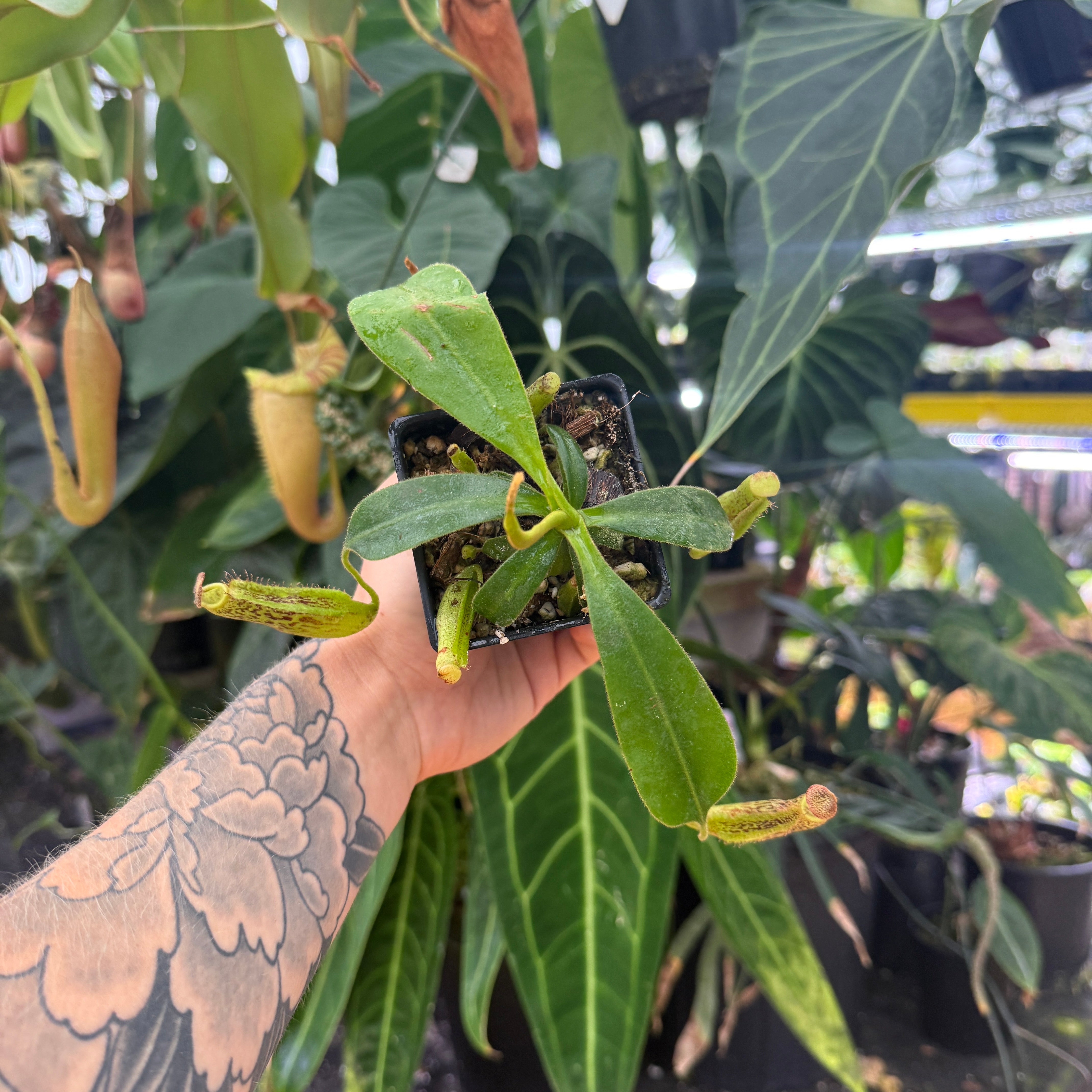 Nepenthes appendiculata x vogelii, CAR-0788 – Carnivero