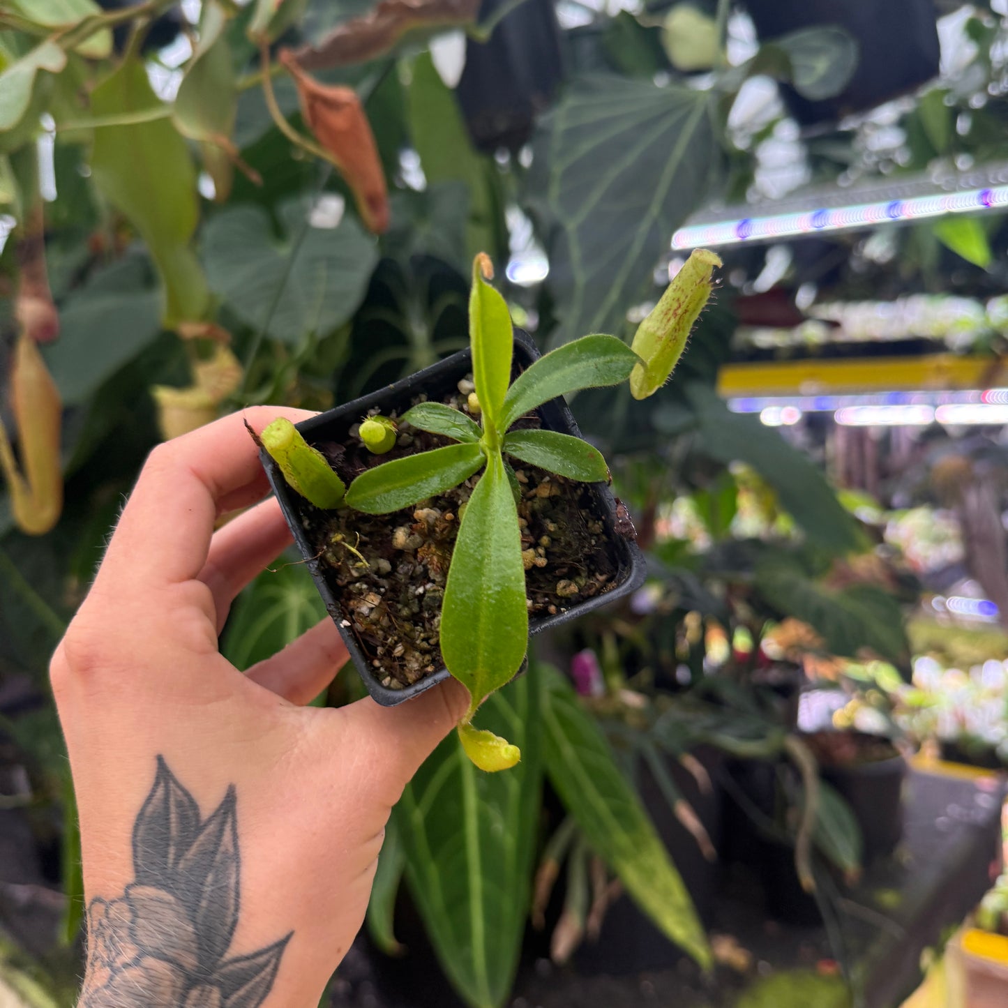 top view of a medium sized pitcher plant