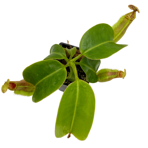 Nepenthes ('Song of Melancholy' x truncata) #2 x macrophylla CAR-0809