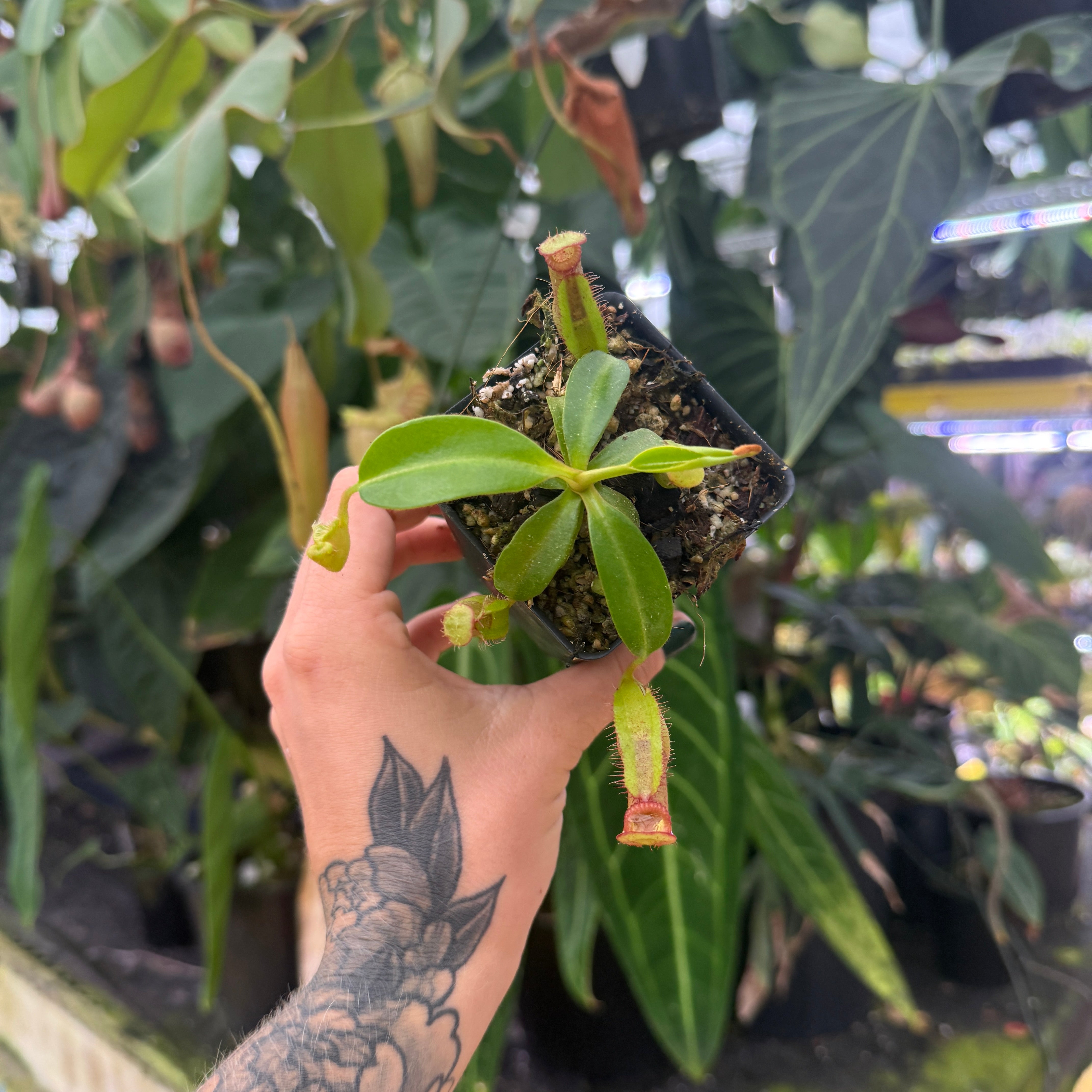 Nepenthes [(Rokko x boschiana) x veitchii] x edwardsiana, CAR-0811