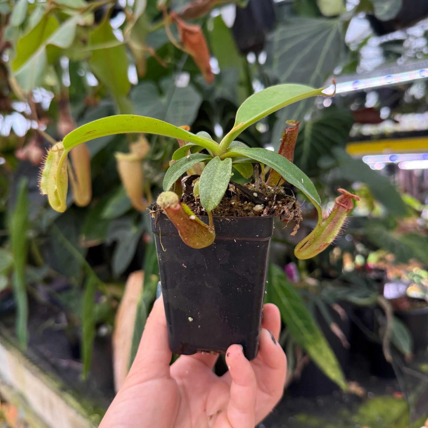 side view of a pitcher plant