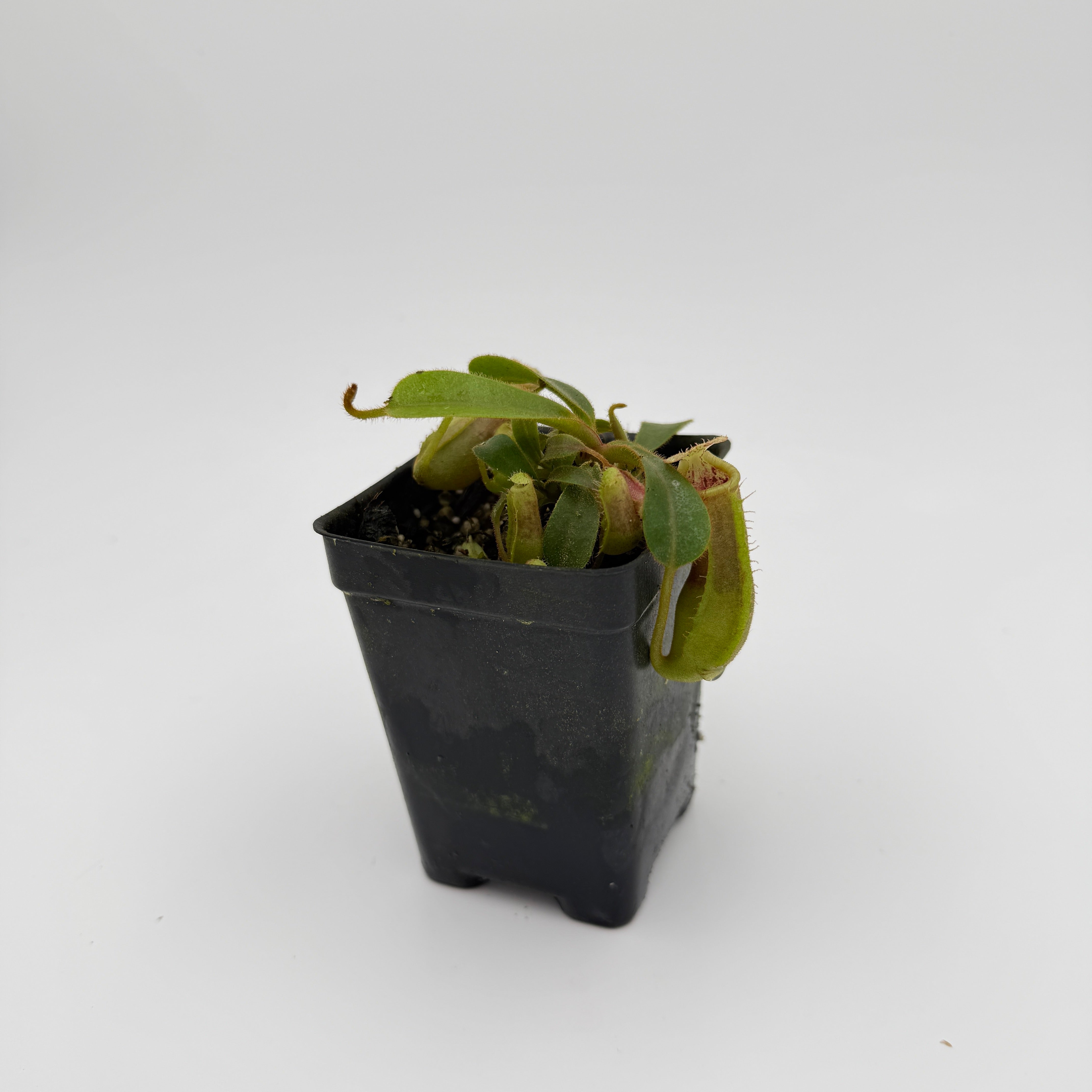 Nepenthes veitchii JB x (truncata x ovata), CAR-0813 – Carnivero