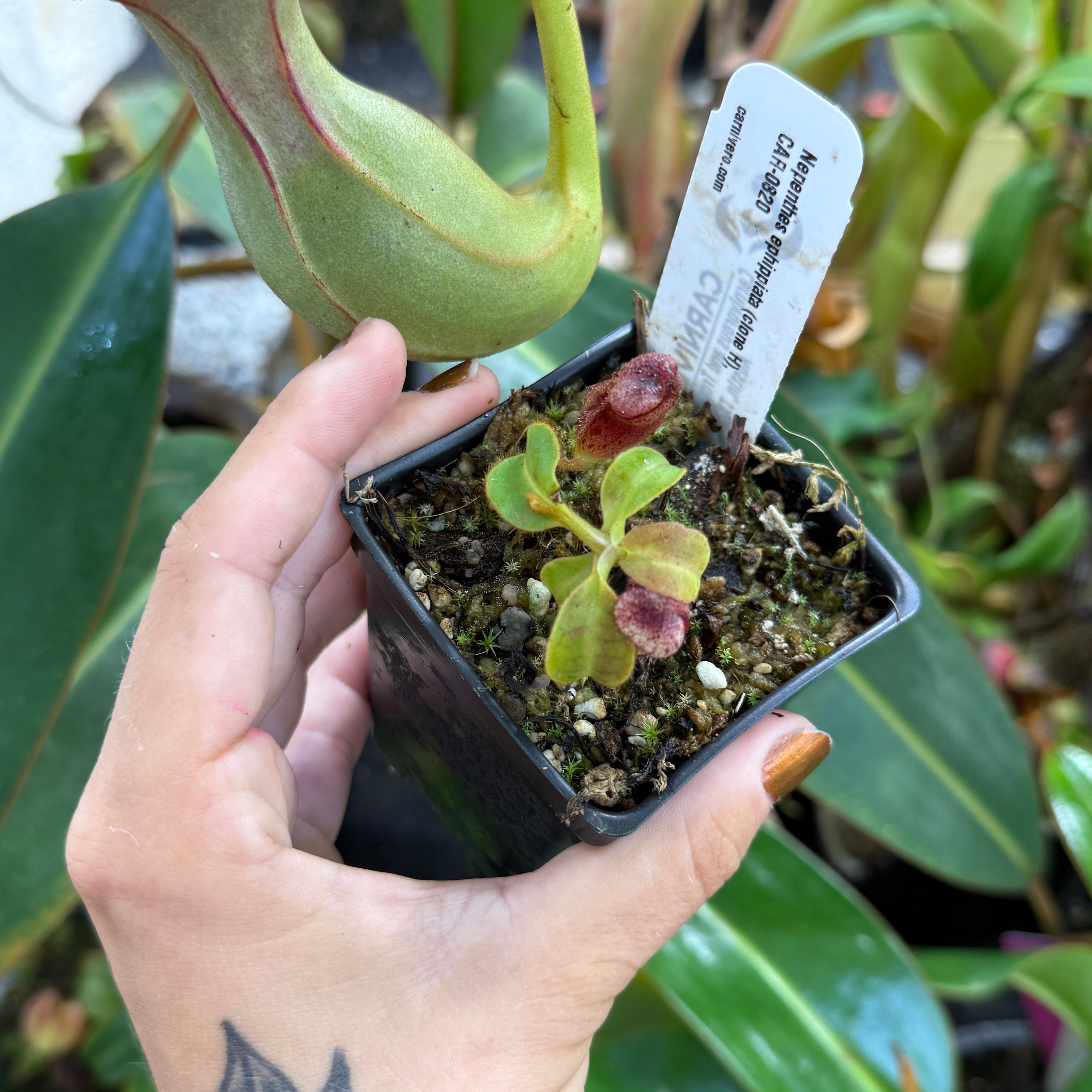 CraftA 花梨瘤 Nepenthes ephippiata x glandulifera (clone H), CAR-0820 – Carnivero
