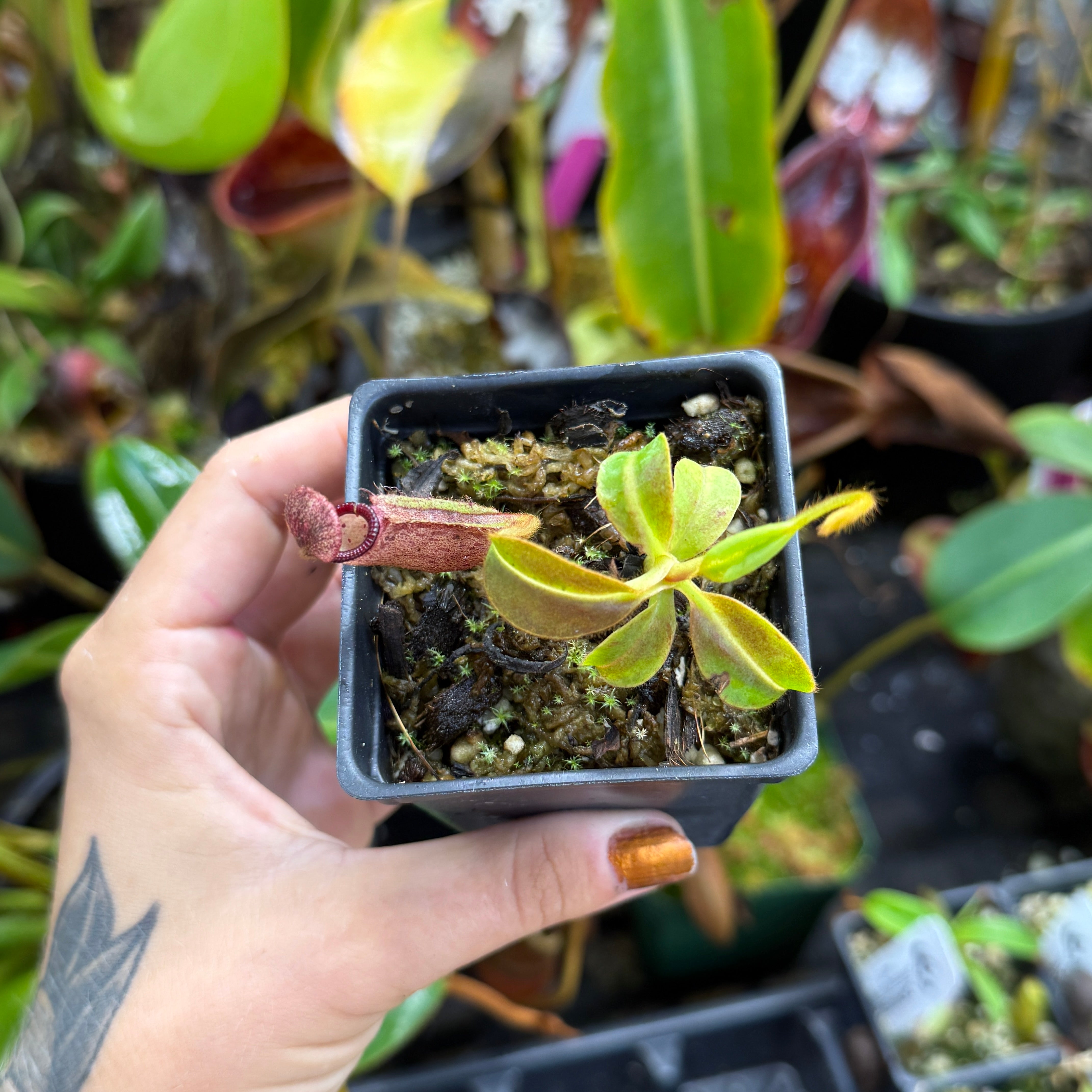 Nepenthes ephippiata x glandulifera (clone H), CAR-0820 – Carnivero