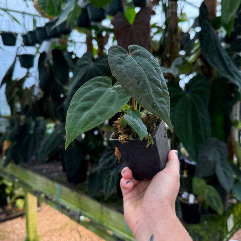 Anthurium ('Necromancer' x 'Dreamweaver') x 'Soul Reaper' F2, CAR-0822