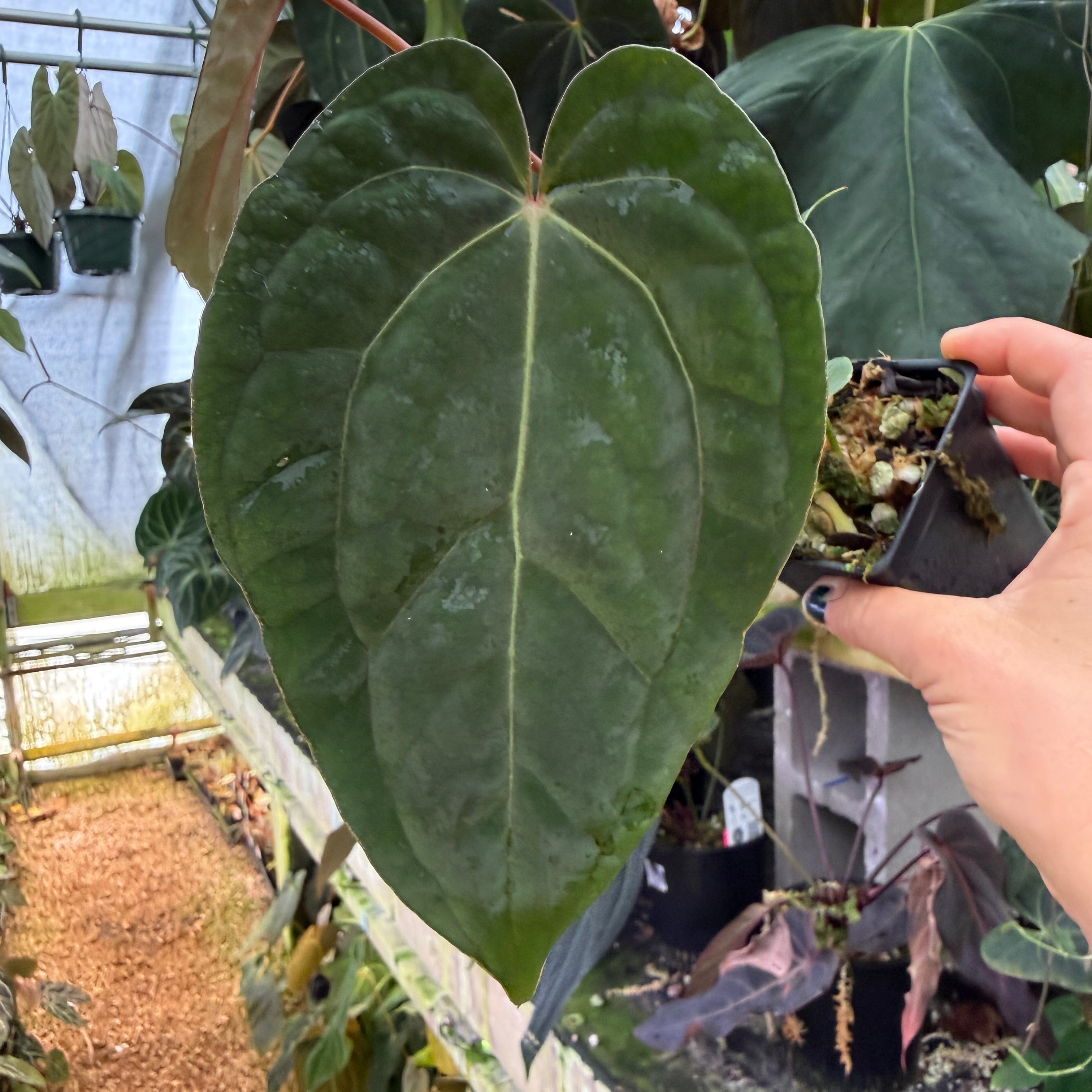 Anthurium ('Necromancer' x 'Dreamweaver') x 'Soul Reaper' F2, CAR