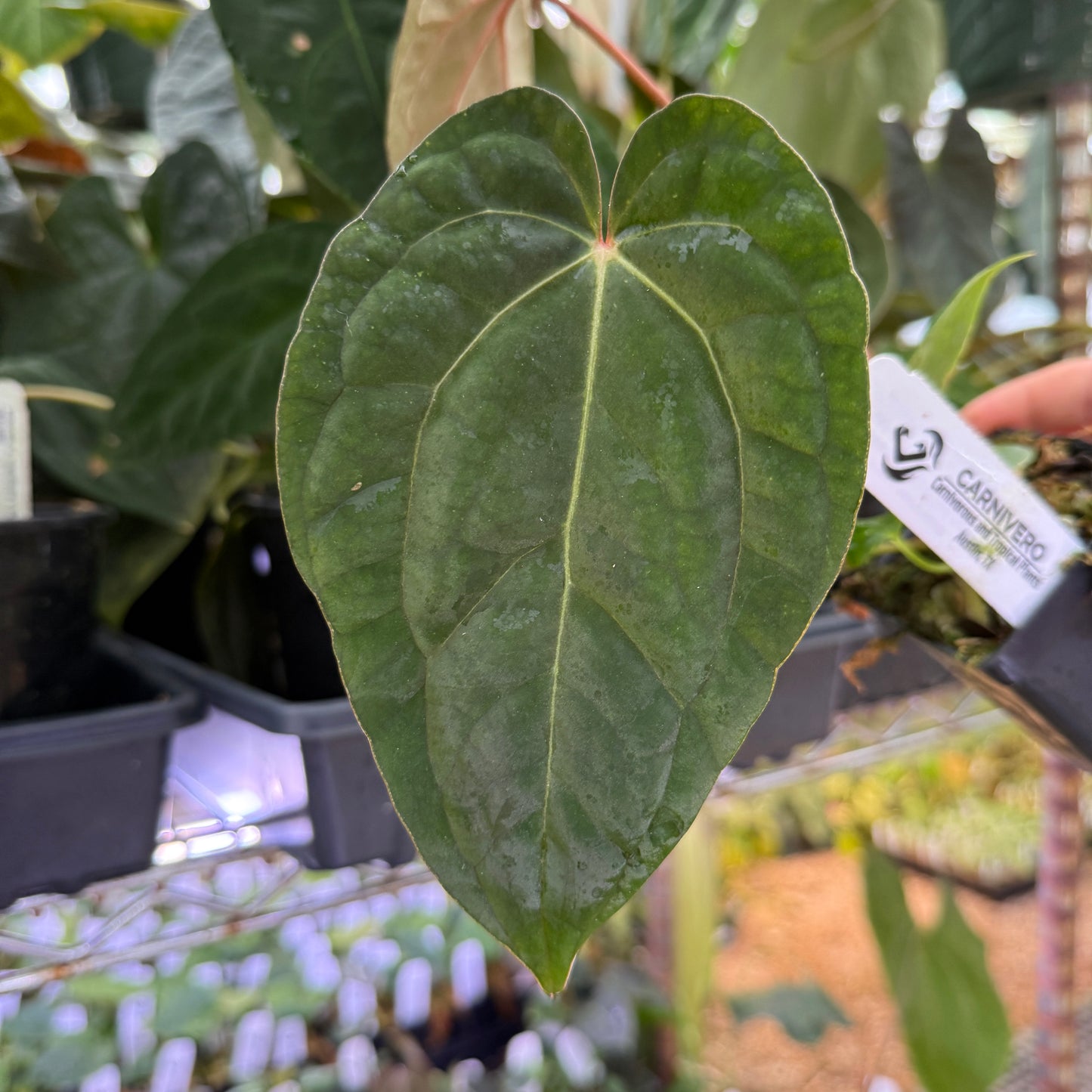 Anthurium ('Necromancer' x 'Dreamweaver') x 'Soul Reaper', CAR-0822