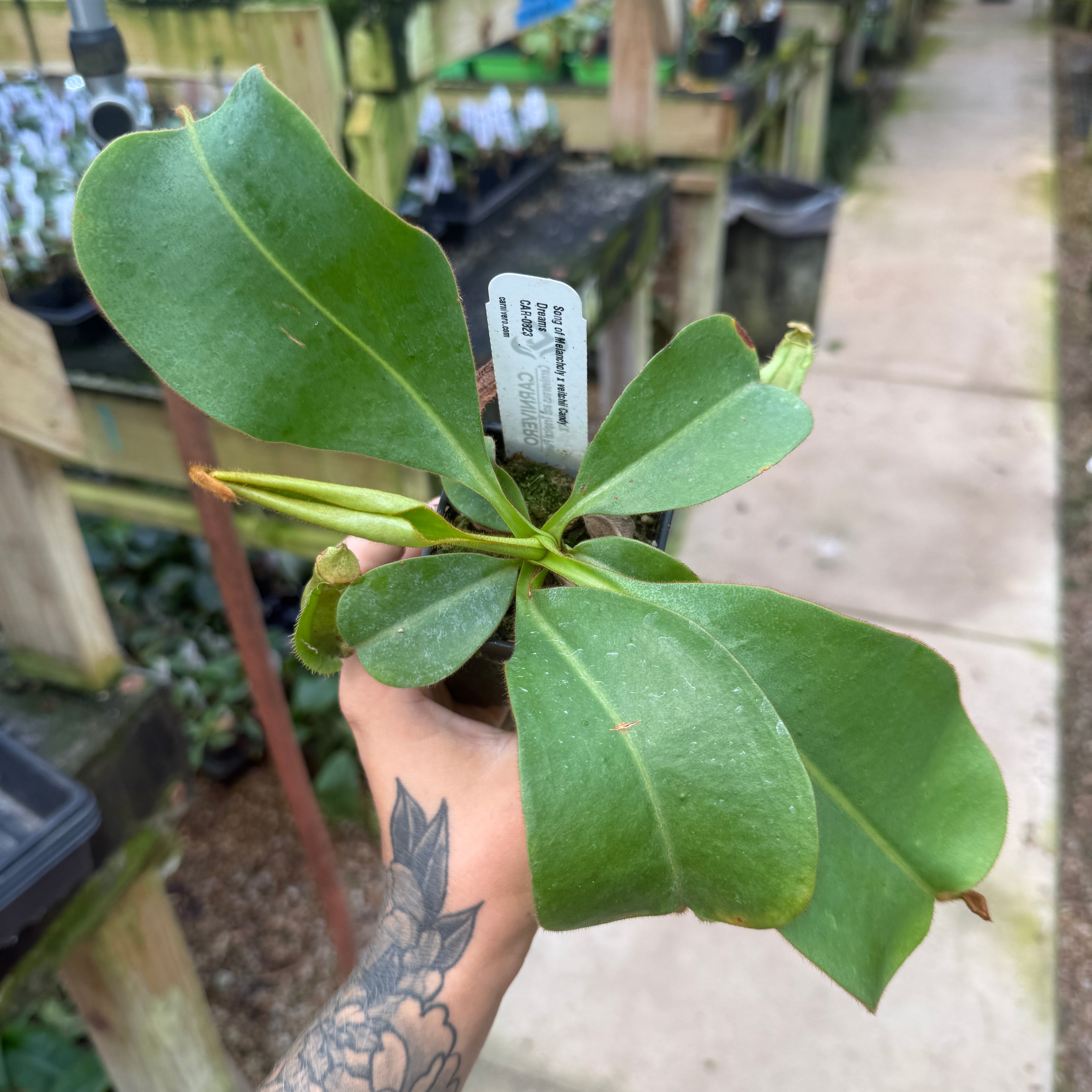 Nepenthes 'Song of Melancholy' x veitchii 'Candy Dreams', CAR-0823
