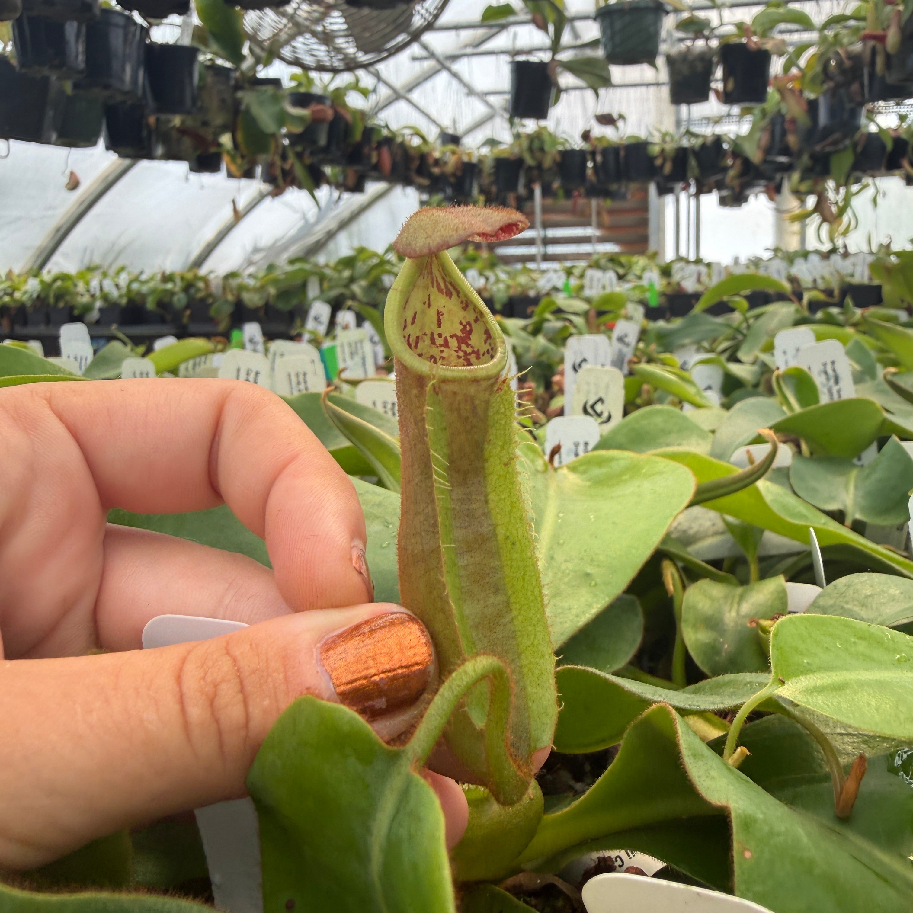 Nepenthes 'Song of Melancholy' x veitchii 'Candy Dreams', CAR-0823