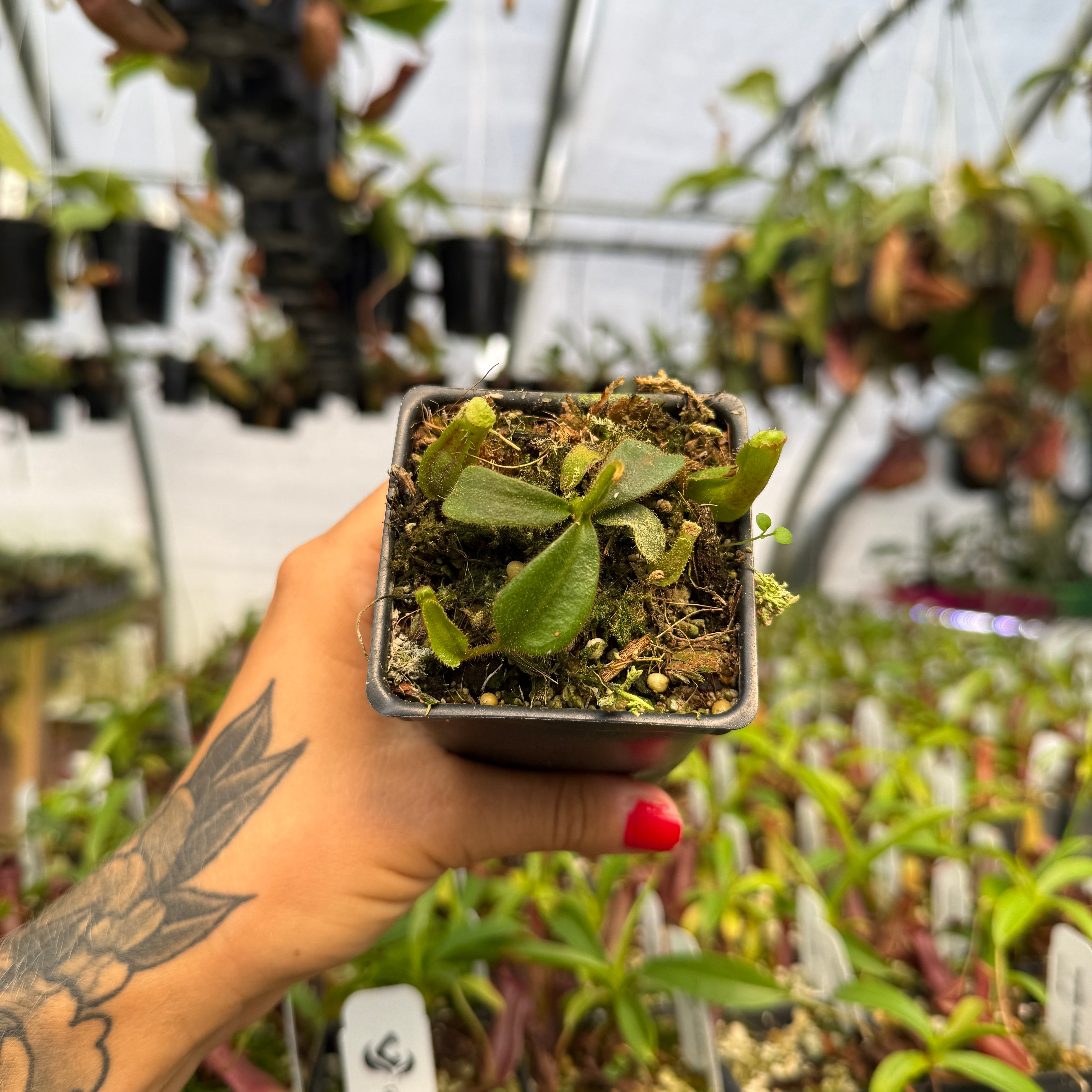 Nepenthes veitchii ('Jim Bockowski' x 'Candy Dreams'), CAR-0824
