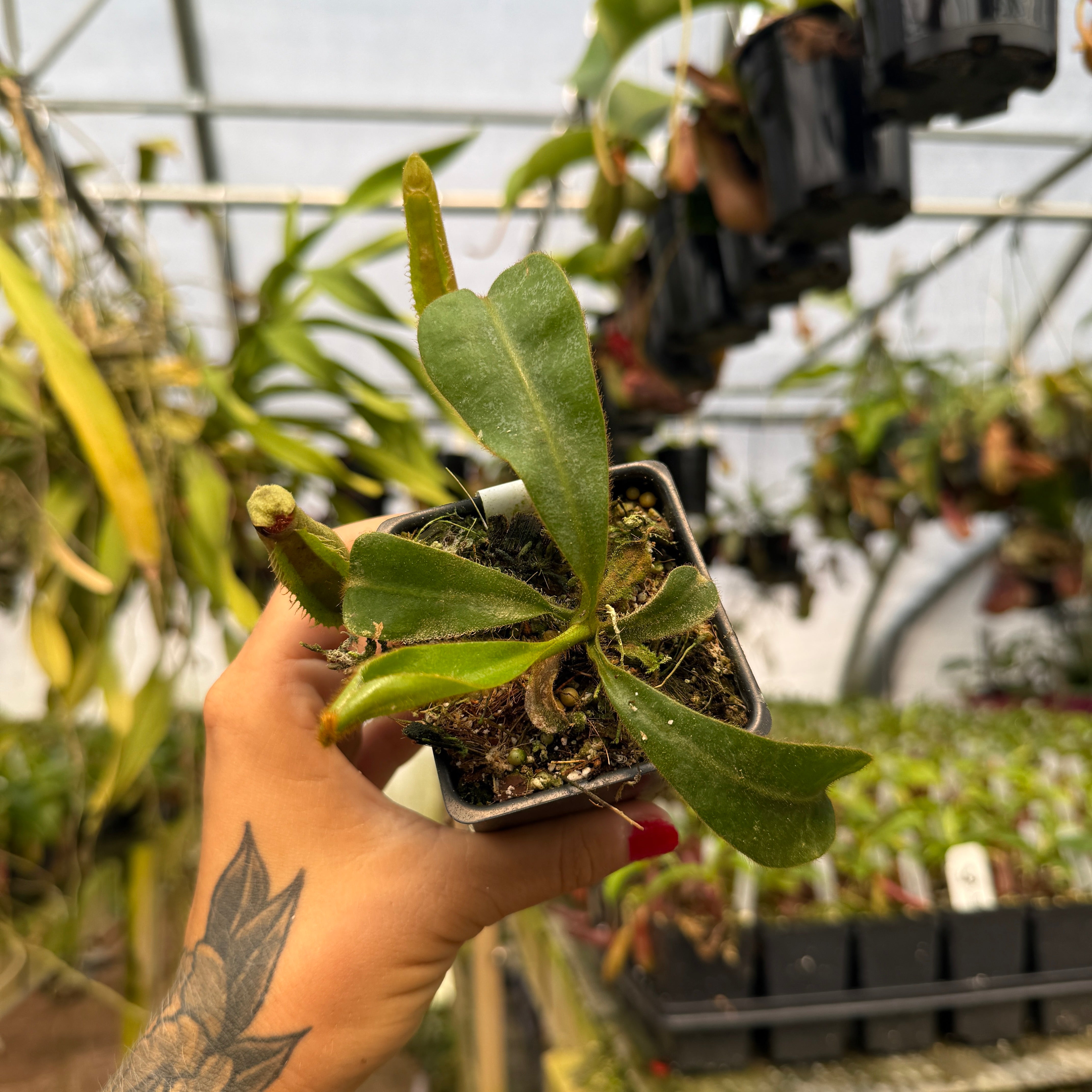 Nepenthes veitchii ('Jim Bockowski' x 'Candy Dreams'), CAR-0824