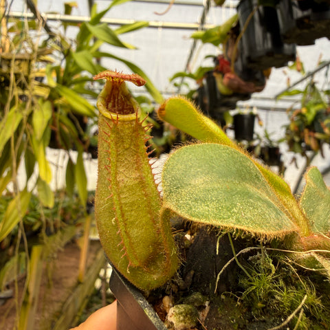 front view close up of a green and red nepenthes trap