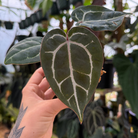 Hand holding a heart-shaped leaf with white veins against a blurred plant background