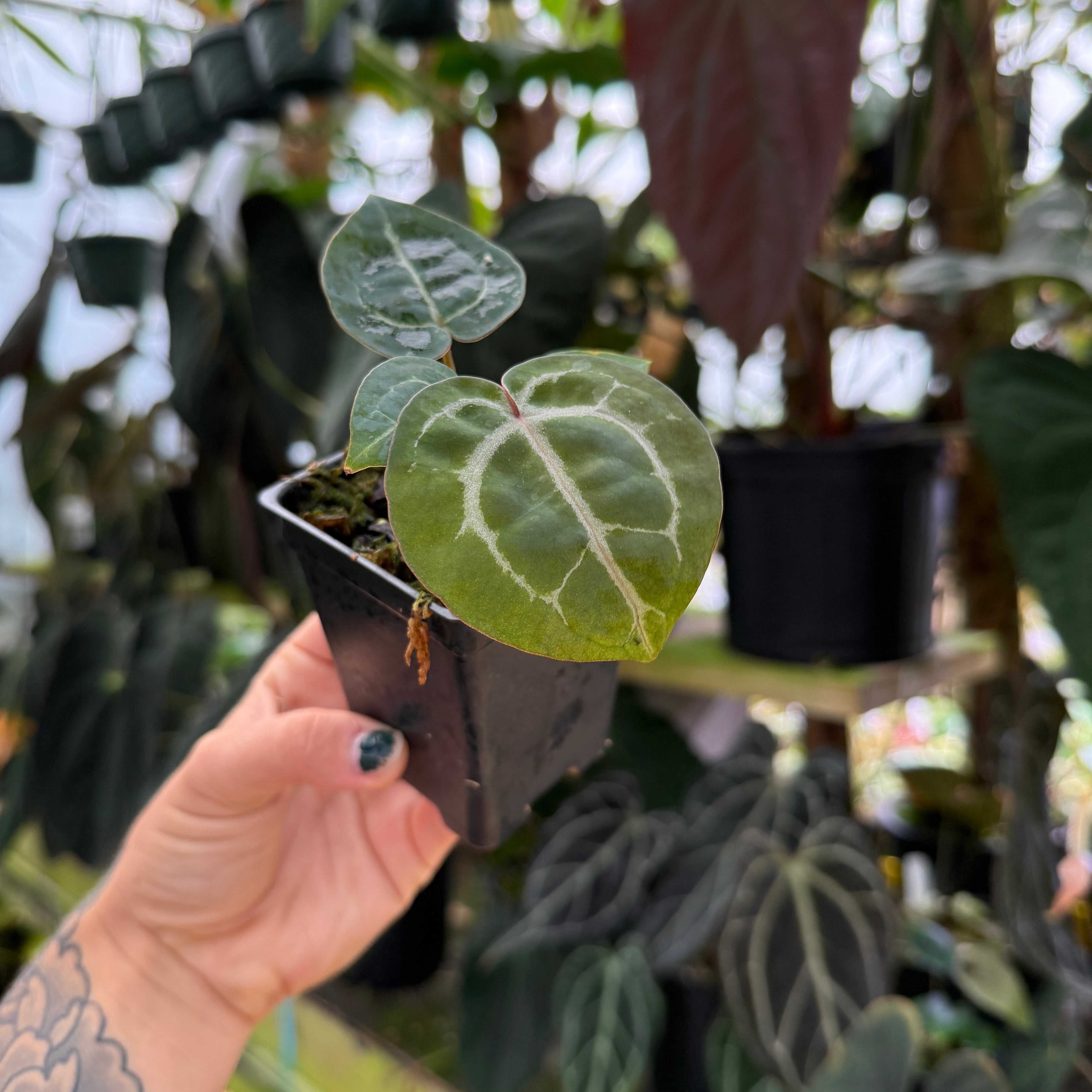Michelle Anthurium weaver✖️michelle dream anthurium Variegated Dreamweaver x Wonderboy Anthurium & その他観葉植物