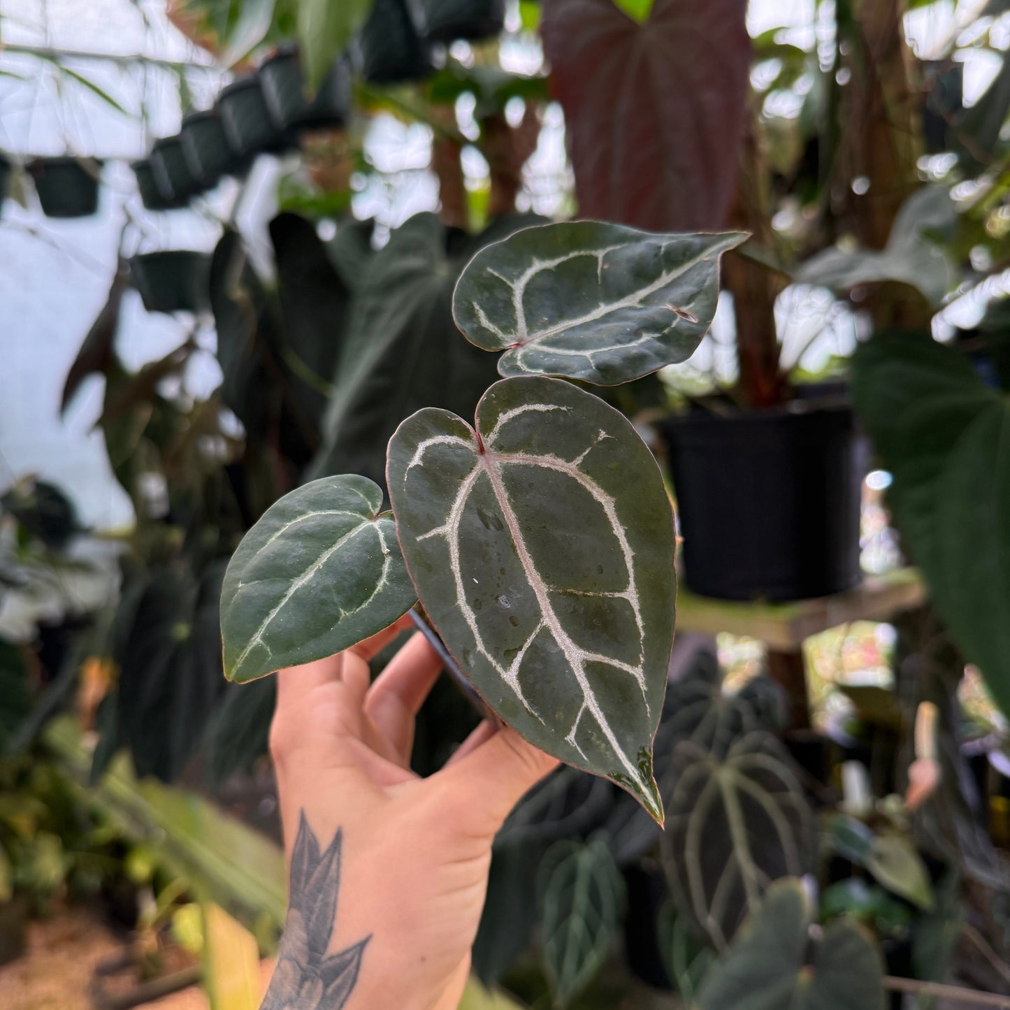 Hand holding a leafy plant with a blurred greenhouse background