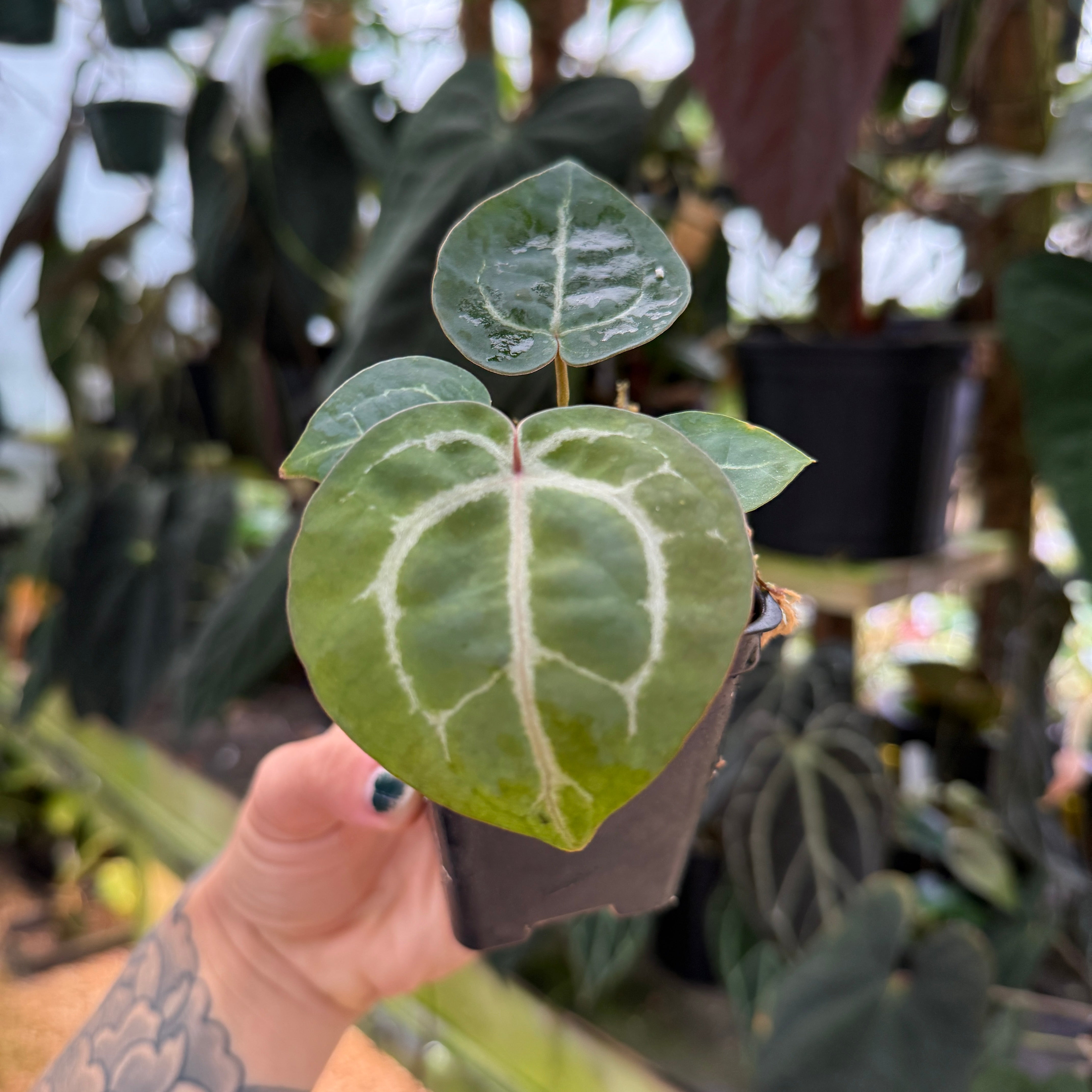 Anthurium 
