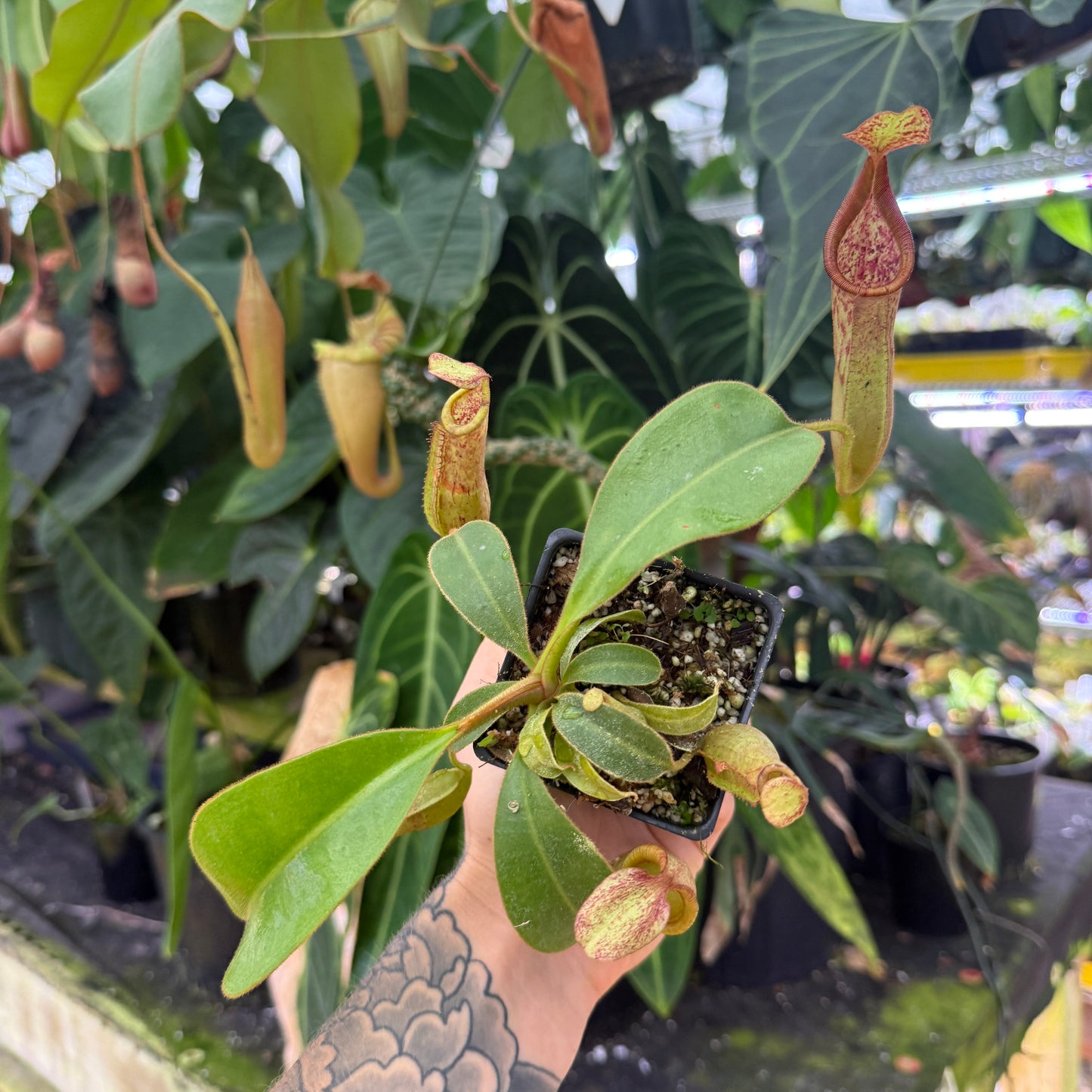 top view of a red and green pitcher plant