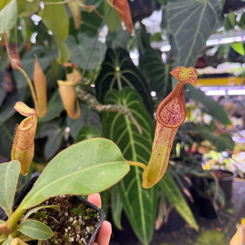 close-up of a red and green pitcher