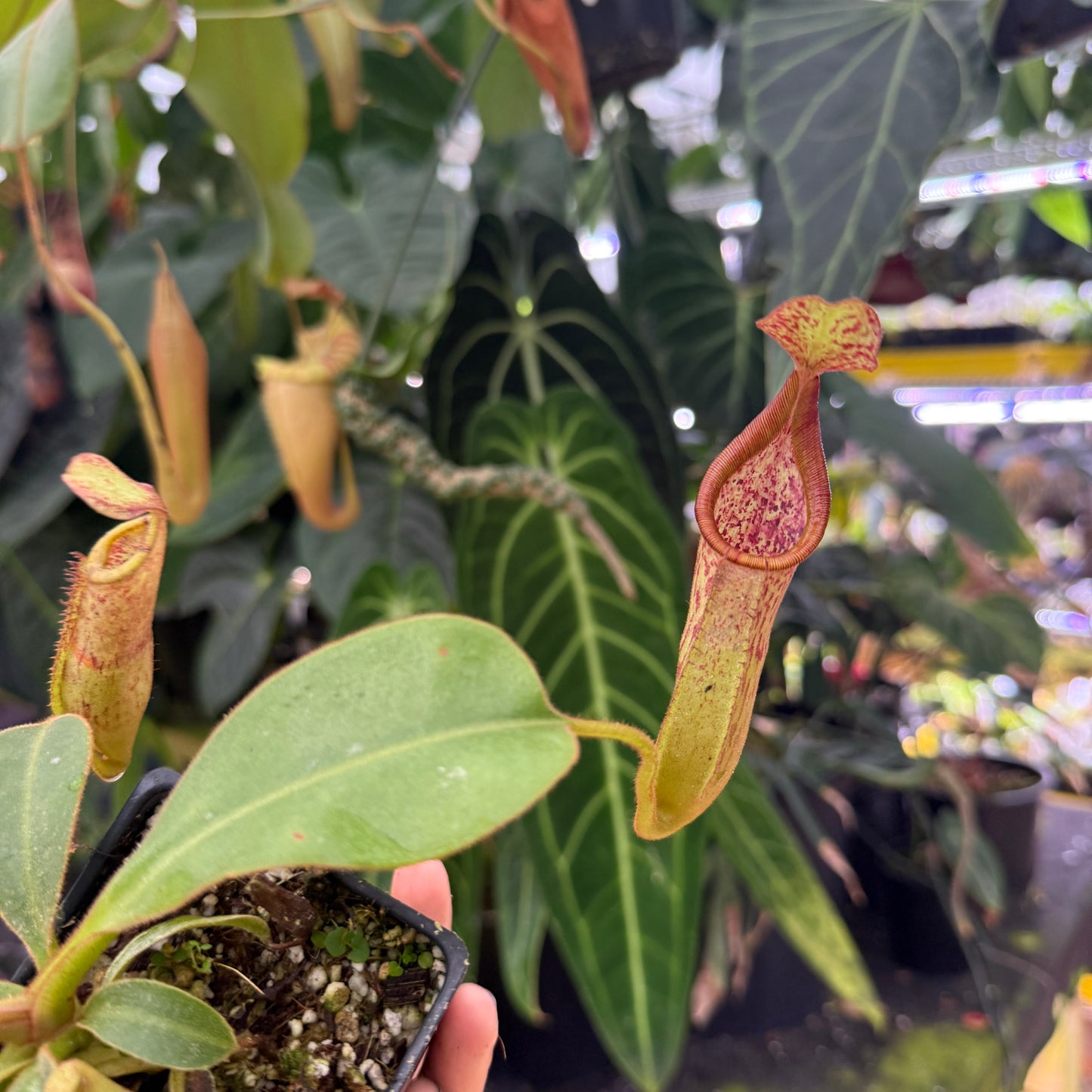 close-up of a red and green pitcher